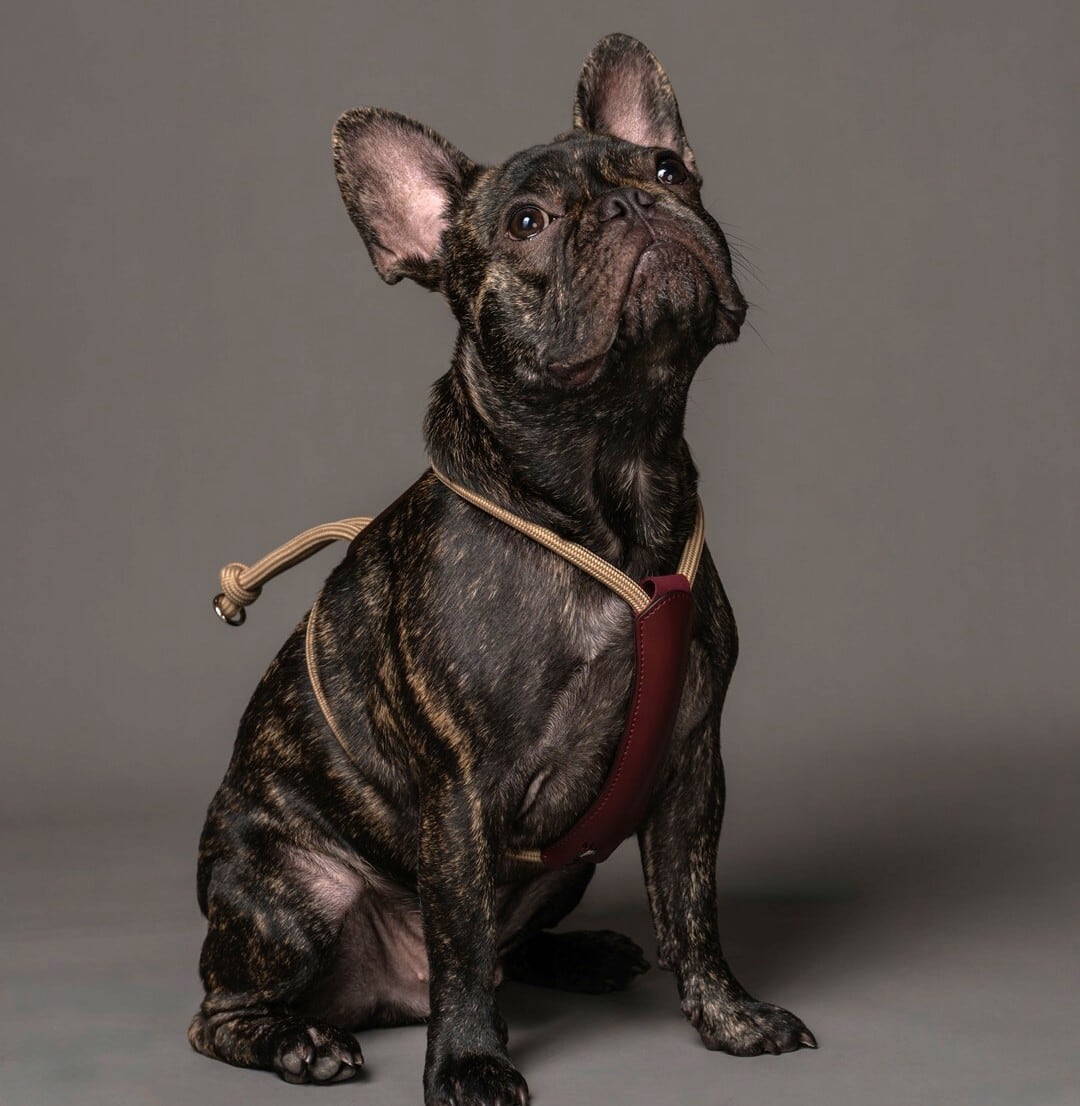 Sサイズ」エッセンシャルハーネス【HOZI】 | HOZI(ホジ)