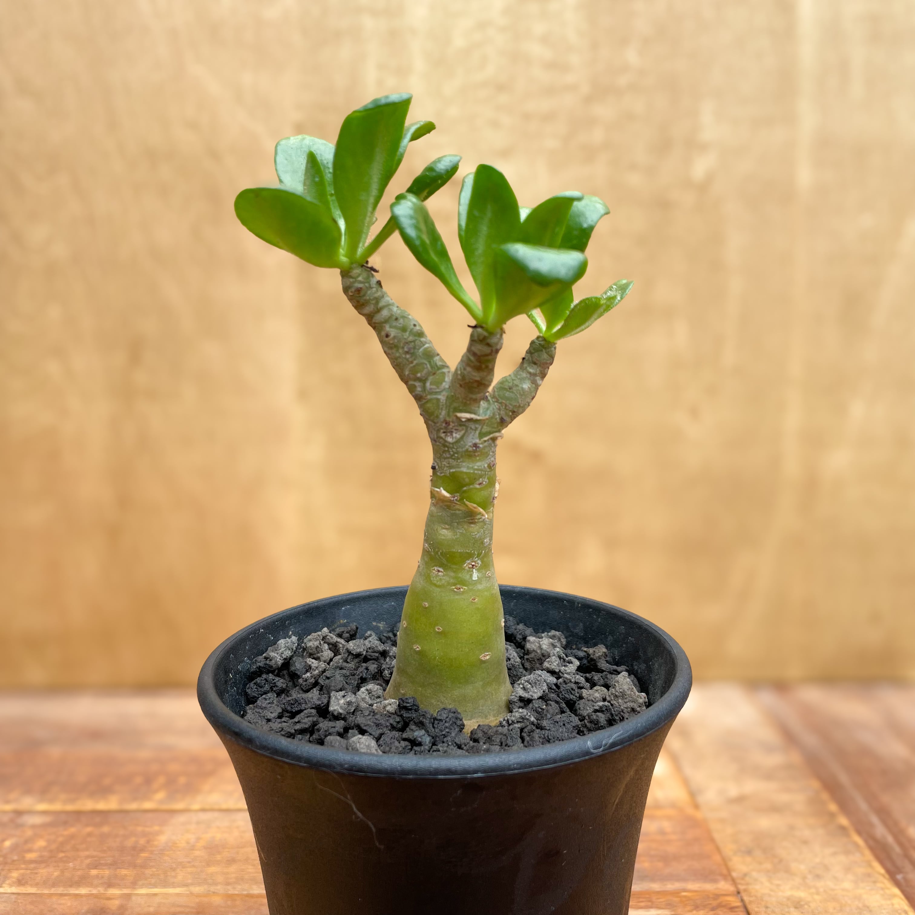 チレコドン パニクラータス 燃え上がり 阿房宮 実生 