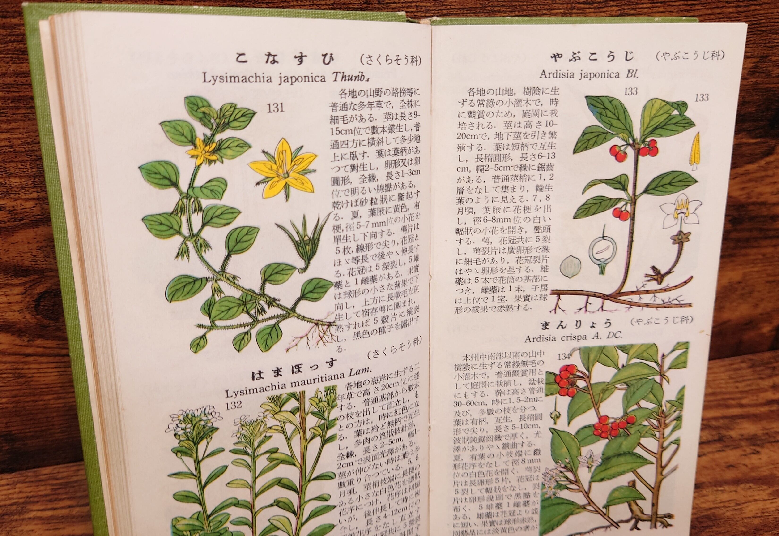学生版 原色植物図鑑（野外植物篇） | 弥生坂 緑の本棚