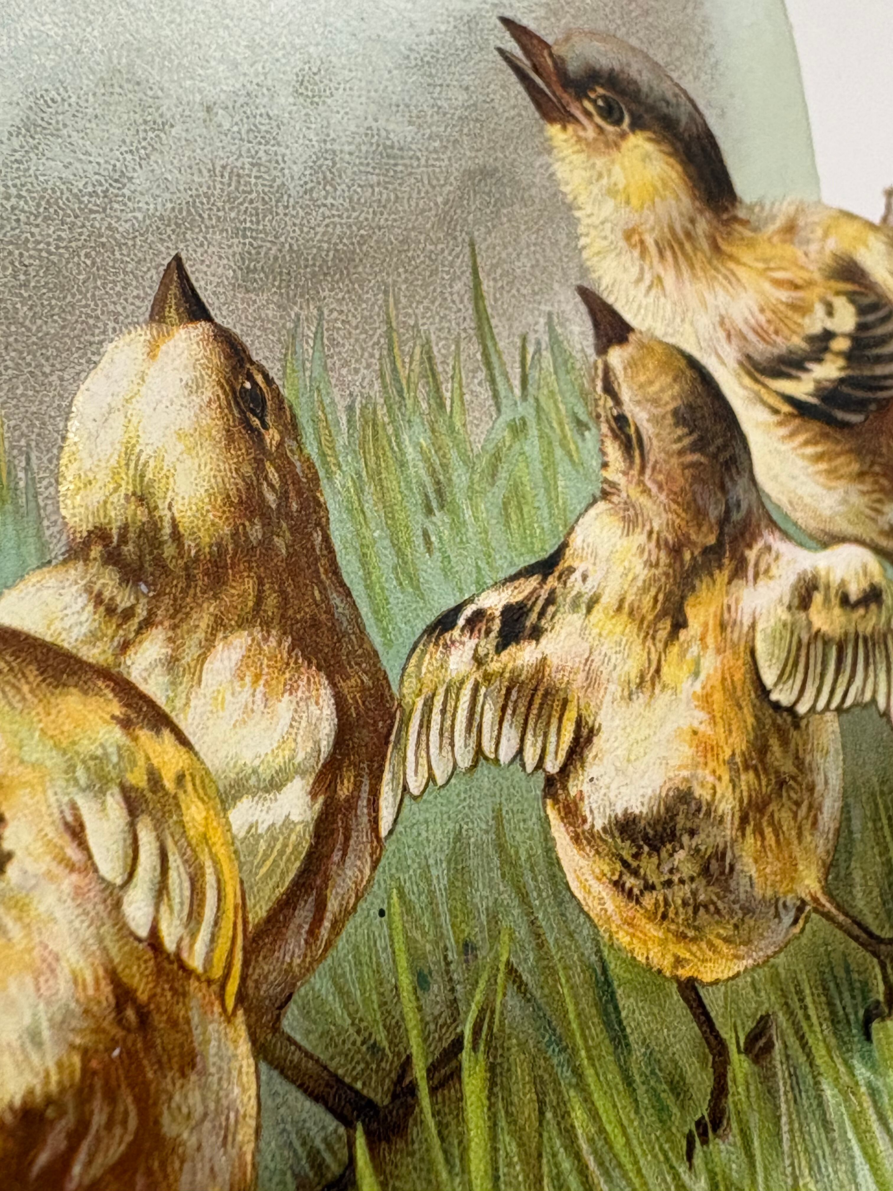 ひな鳥たちのカード（卵から生まれた小鳥たち）｜フランスアンティーク