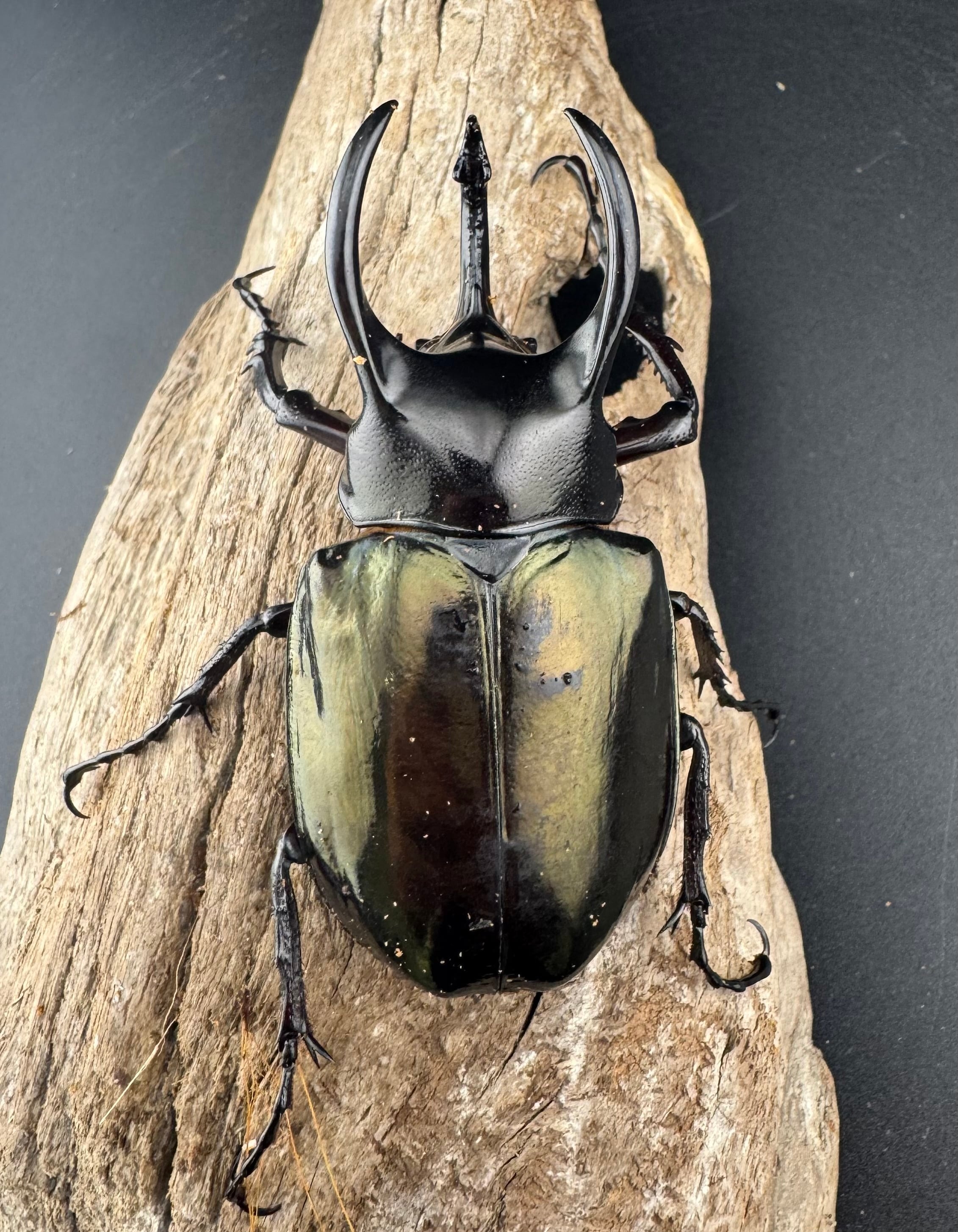 WD】《アトラスオオカブト亜種マンテツ ラオス産 86mm ペア》 | KPW