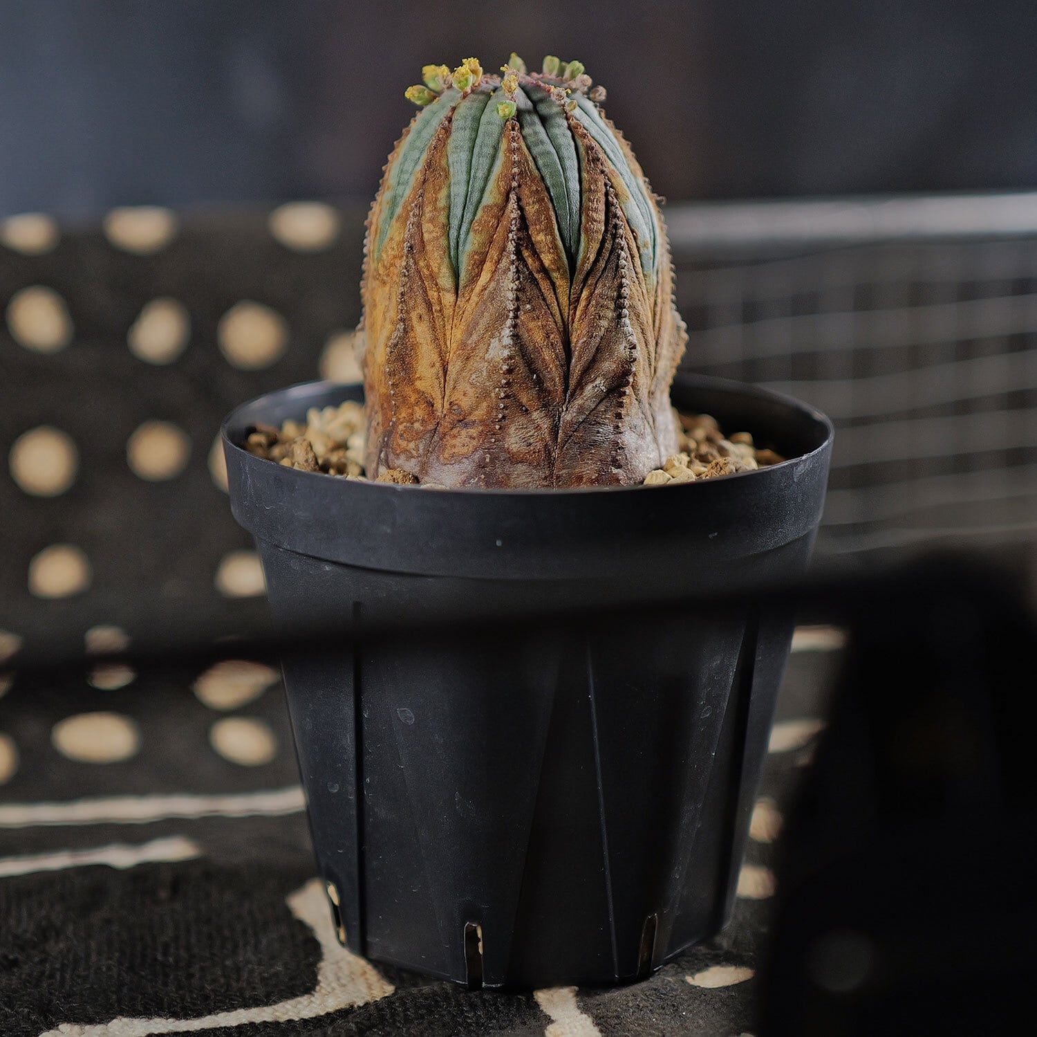 オス株 超美模様 木質化 マイクロオベサ / ユーフォルビア