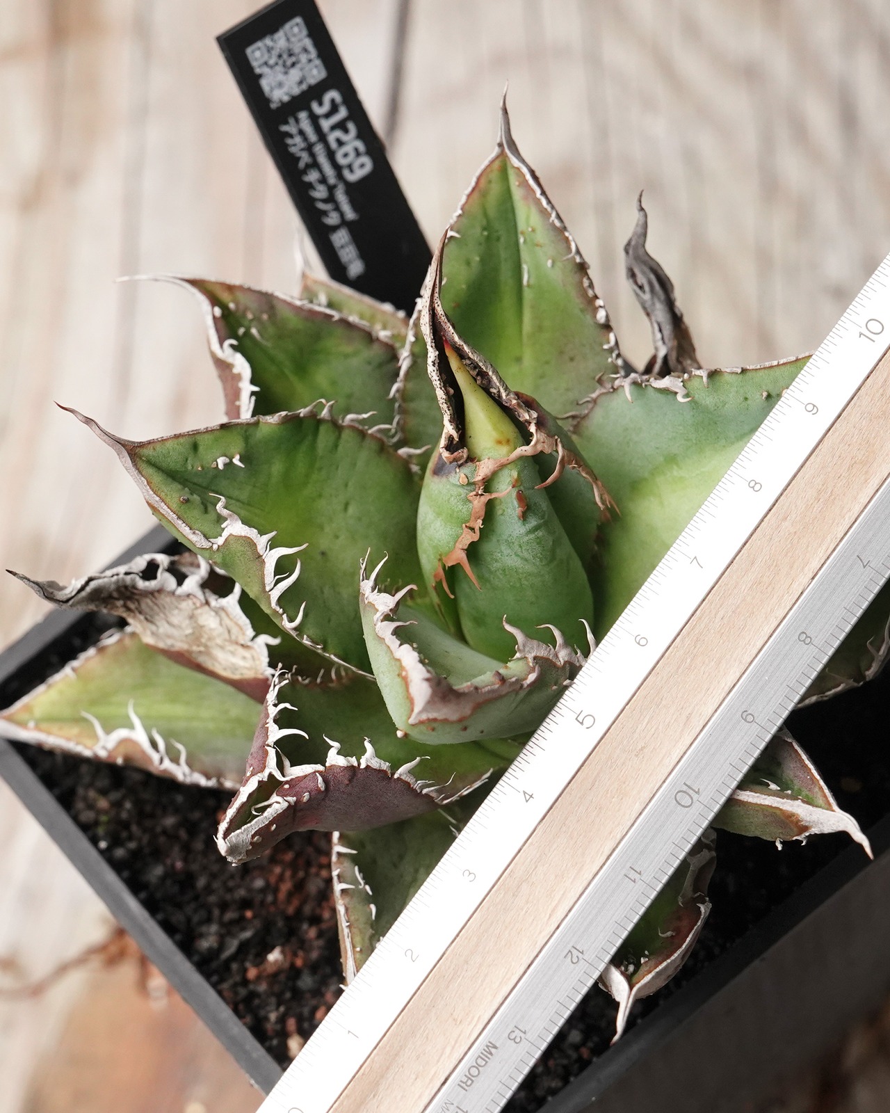 【PREMIUM】 抜き苗 アガベ チタノタ 疣々竜 親株 Agave titanota 'Totoro'