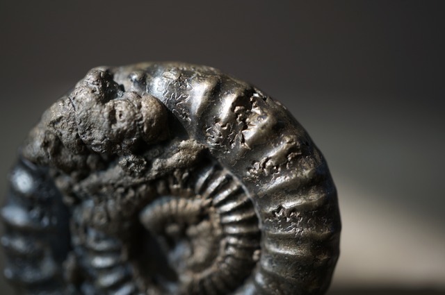 イギリス産黄鉄鉱化アンモナイト  Pyritized Ammonite 2312