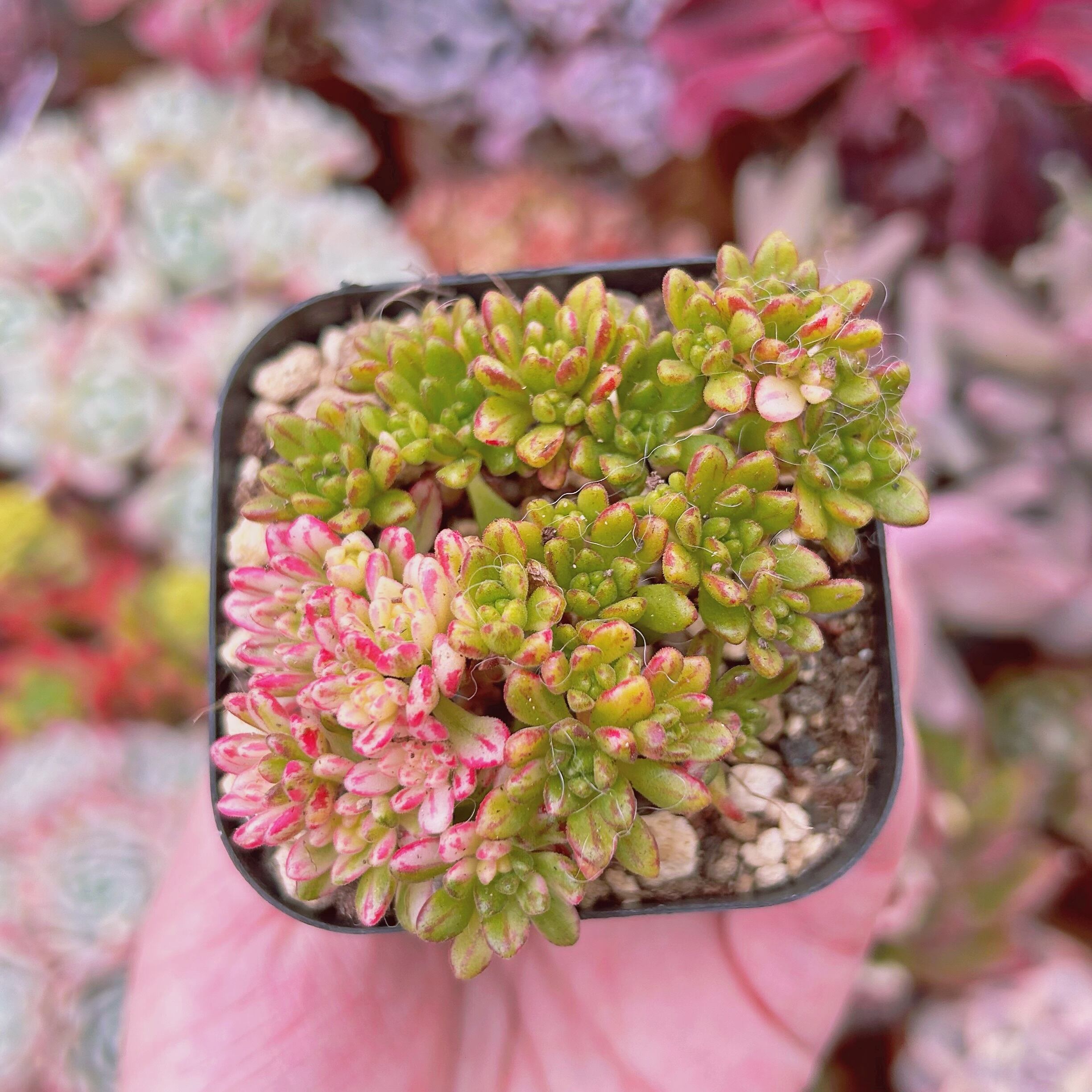 #822現物　多肉植物　小人祭り錦　抜き苗