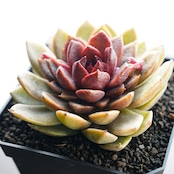 カット苗 チョコレートムース Echeveria 'Chocolate Mousse'