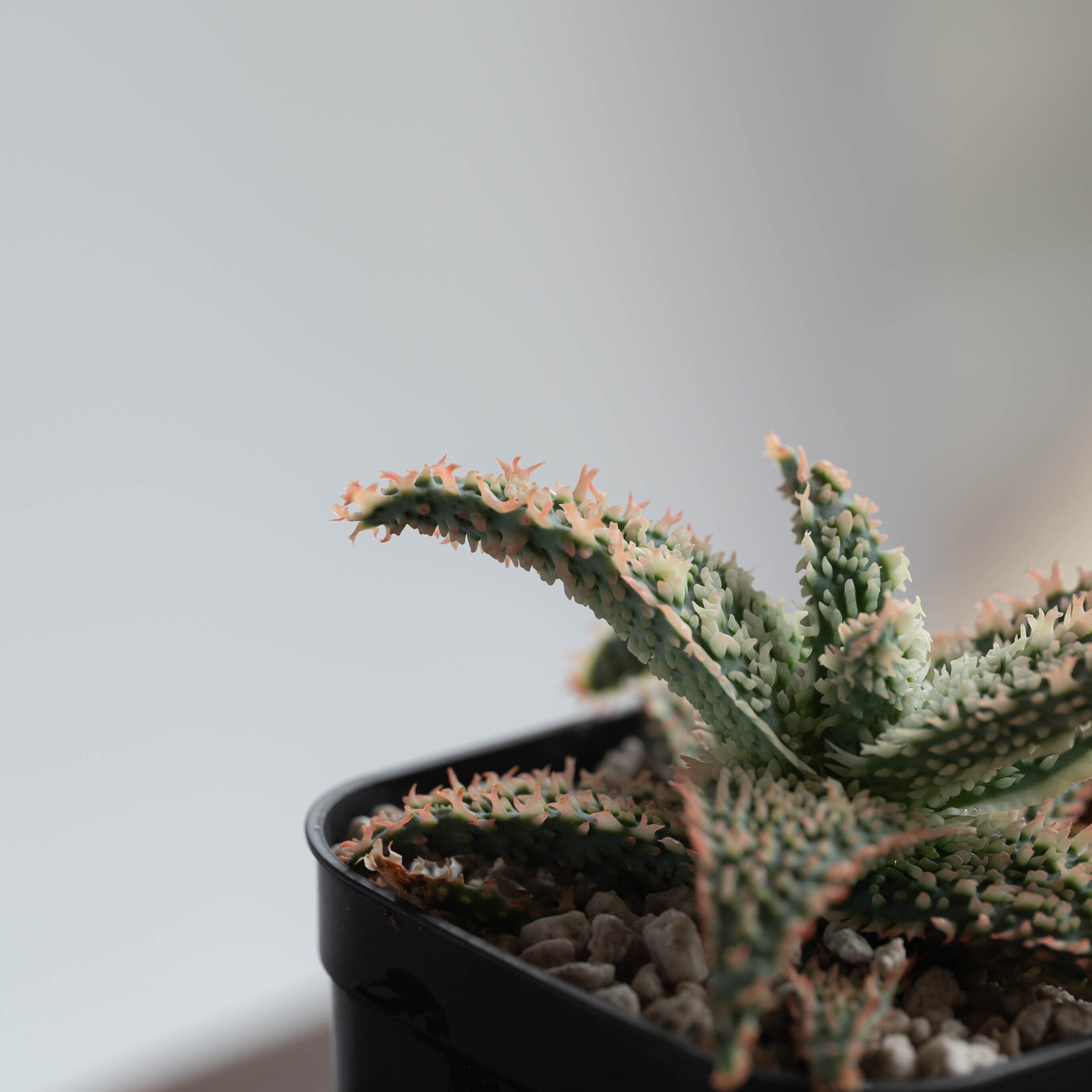 アロエ ハイブリッド Aloe hybrid 第四種 orc-14 アロエに似た観葉植物