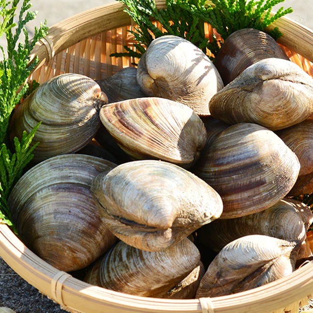2026年2月3日（火）発送【厳選】国産ホンビノス貝 2kg