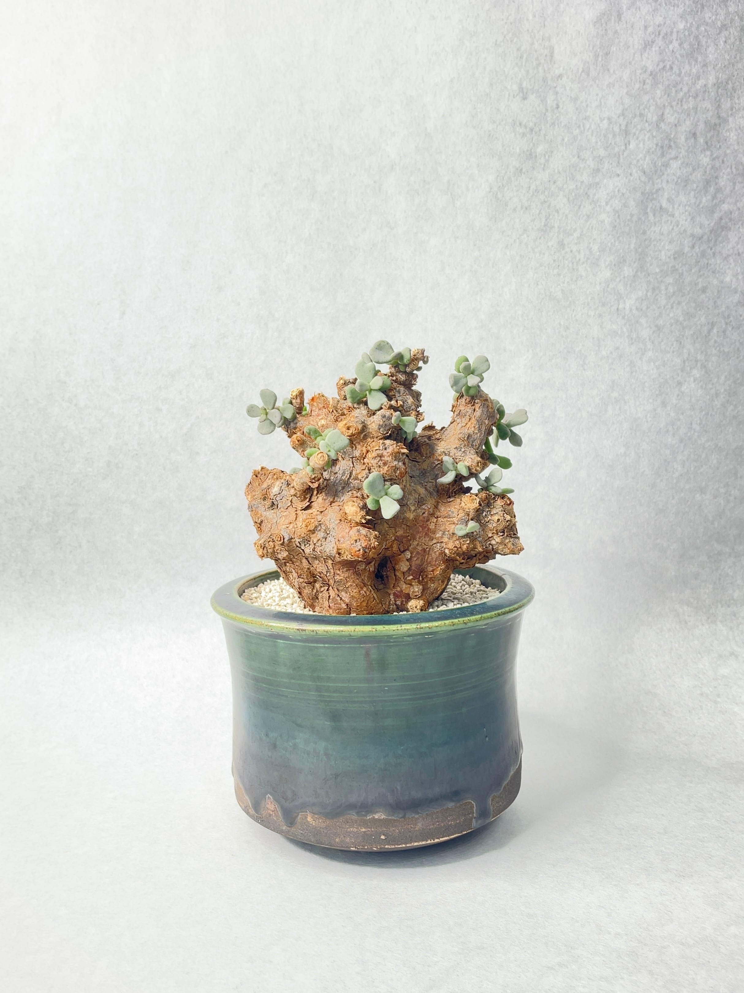 ケラリア・ピグマエア | trigger