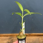 Hydnophytum radicans (simplex)【037】