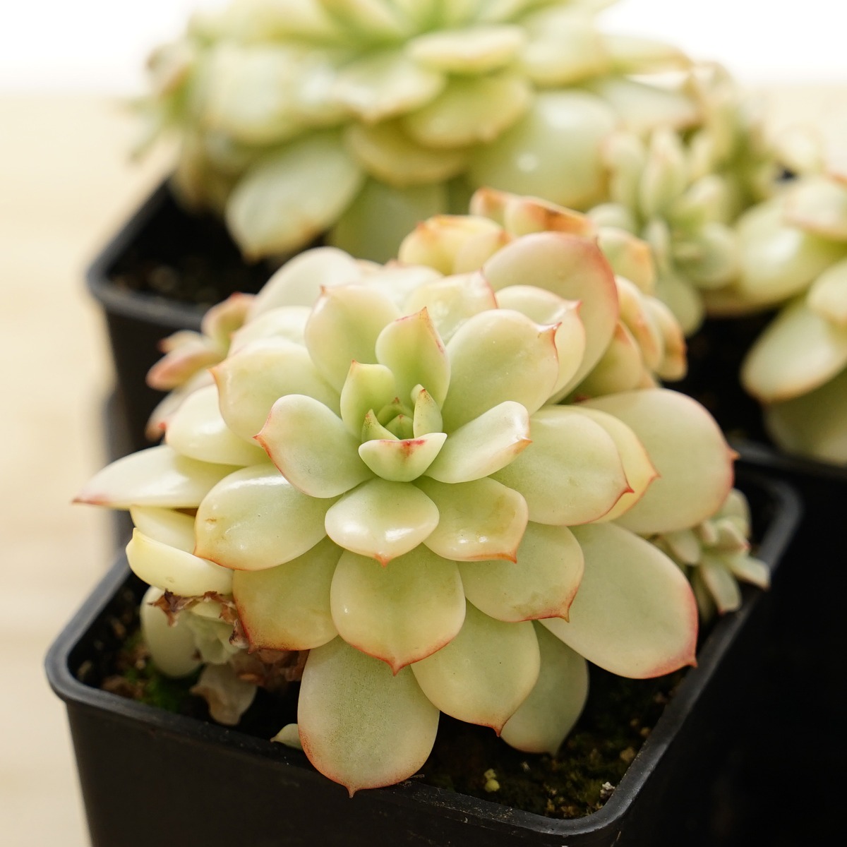 バニラビスX月影錦 白覆輪美斑入り 多肉植物 エケベリア 真丸 抜き苗  