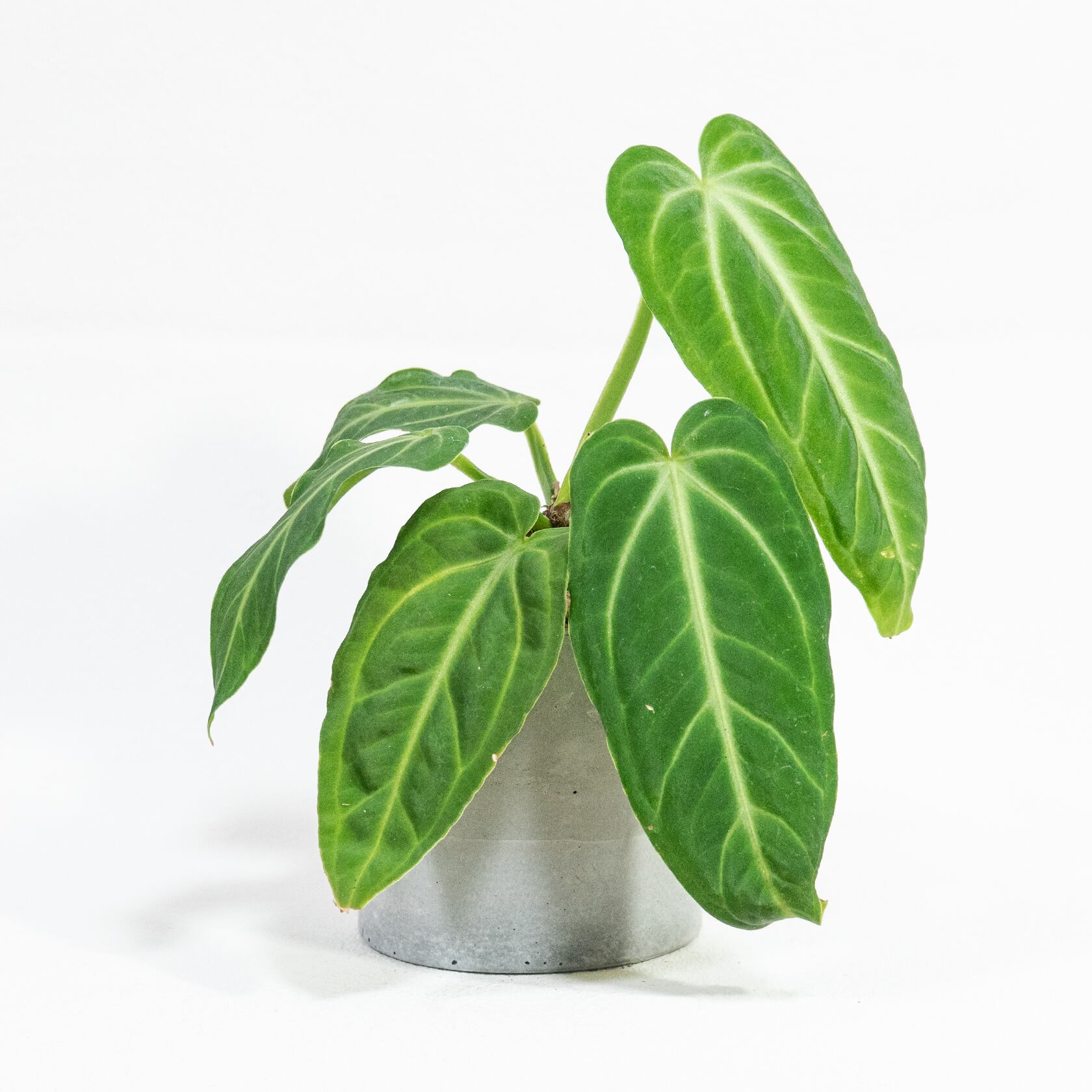 インテリアグリーン アンスリウム・ヴィレナオルム ナチュラルカラーが映えるモルタル鉢入り