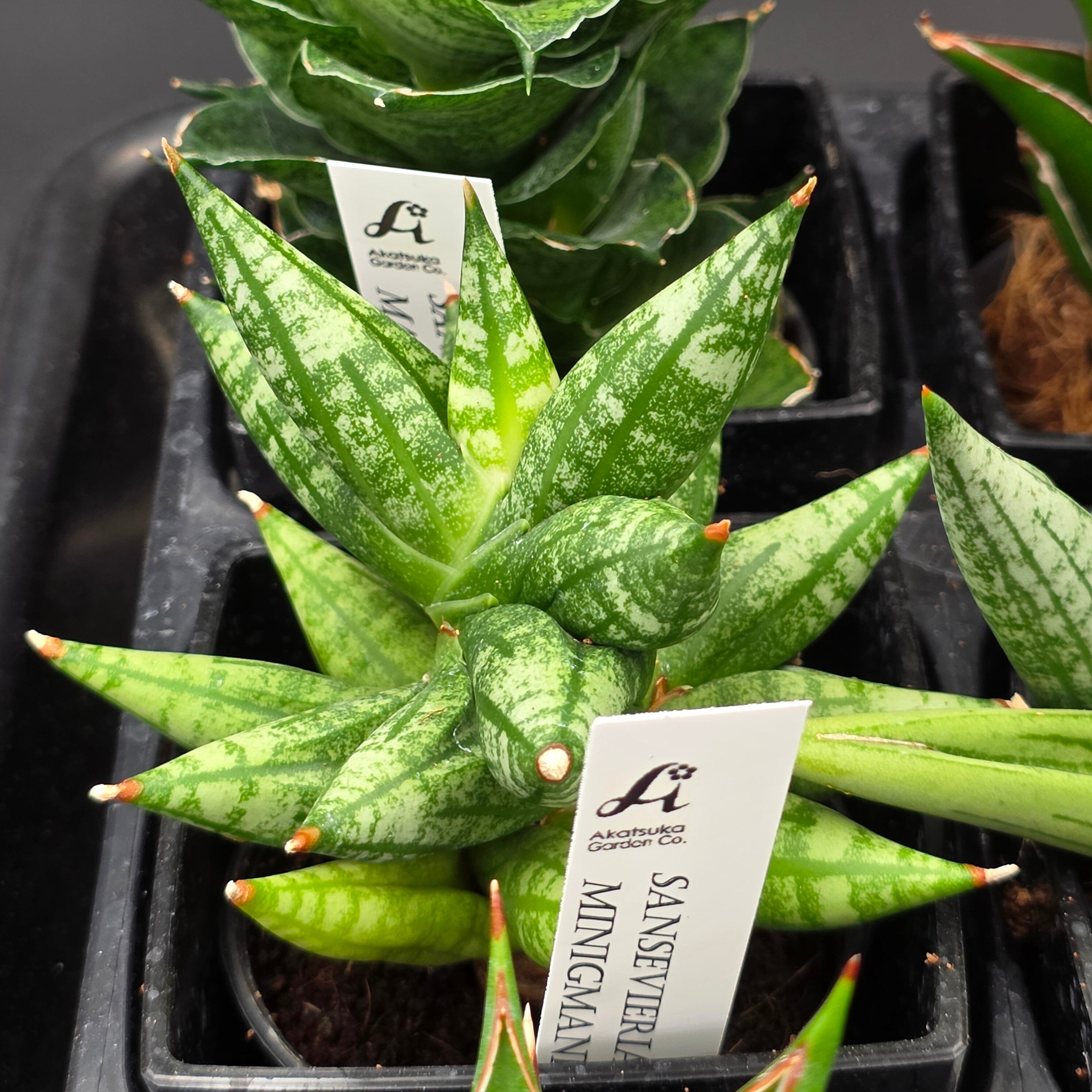 サンスベリア 希少種12品種アソートセット | BRIDGE GARDEN