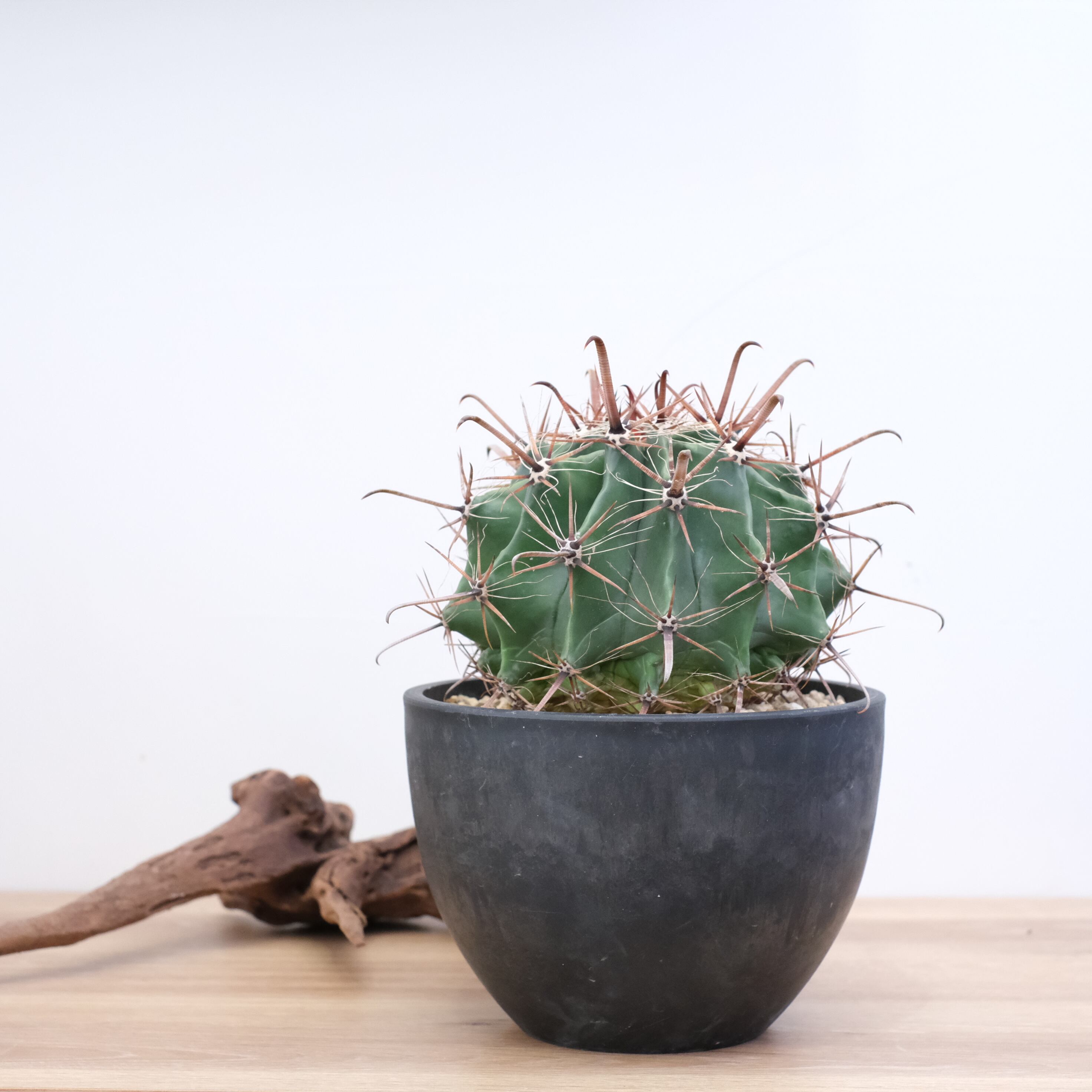 現品】サボテン：フェロカクタス・巨鷲玉 8号 Ⅲ