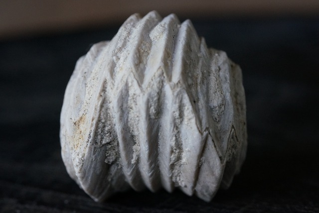 Burmirhynchia Decorata　化石 ⑥