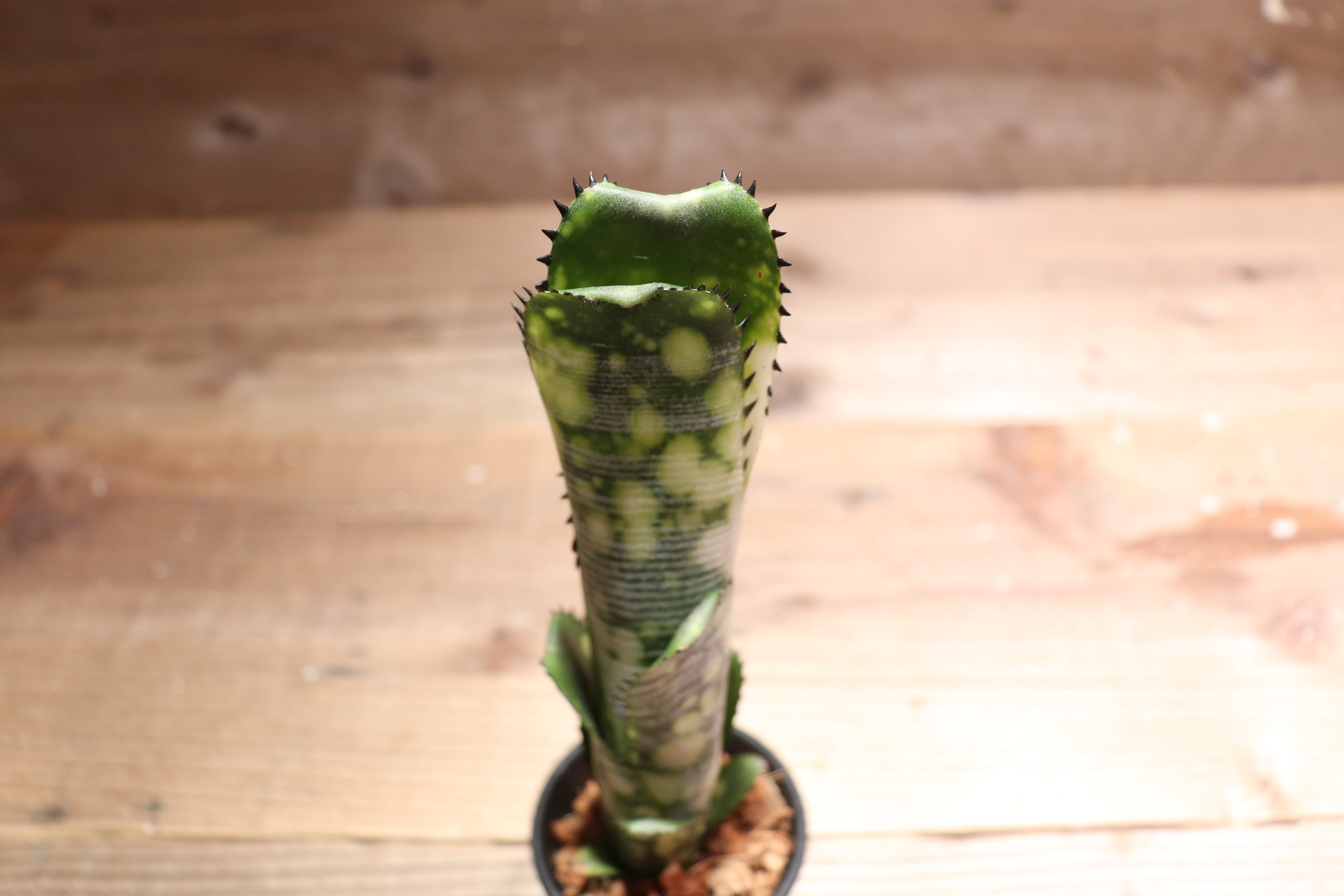 送料無料】 Billbergia 'Domingos Martins' (Original) from Thailand