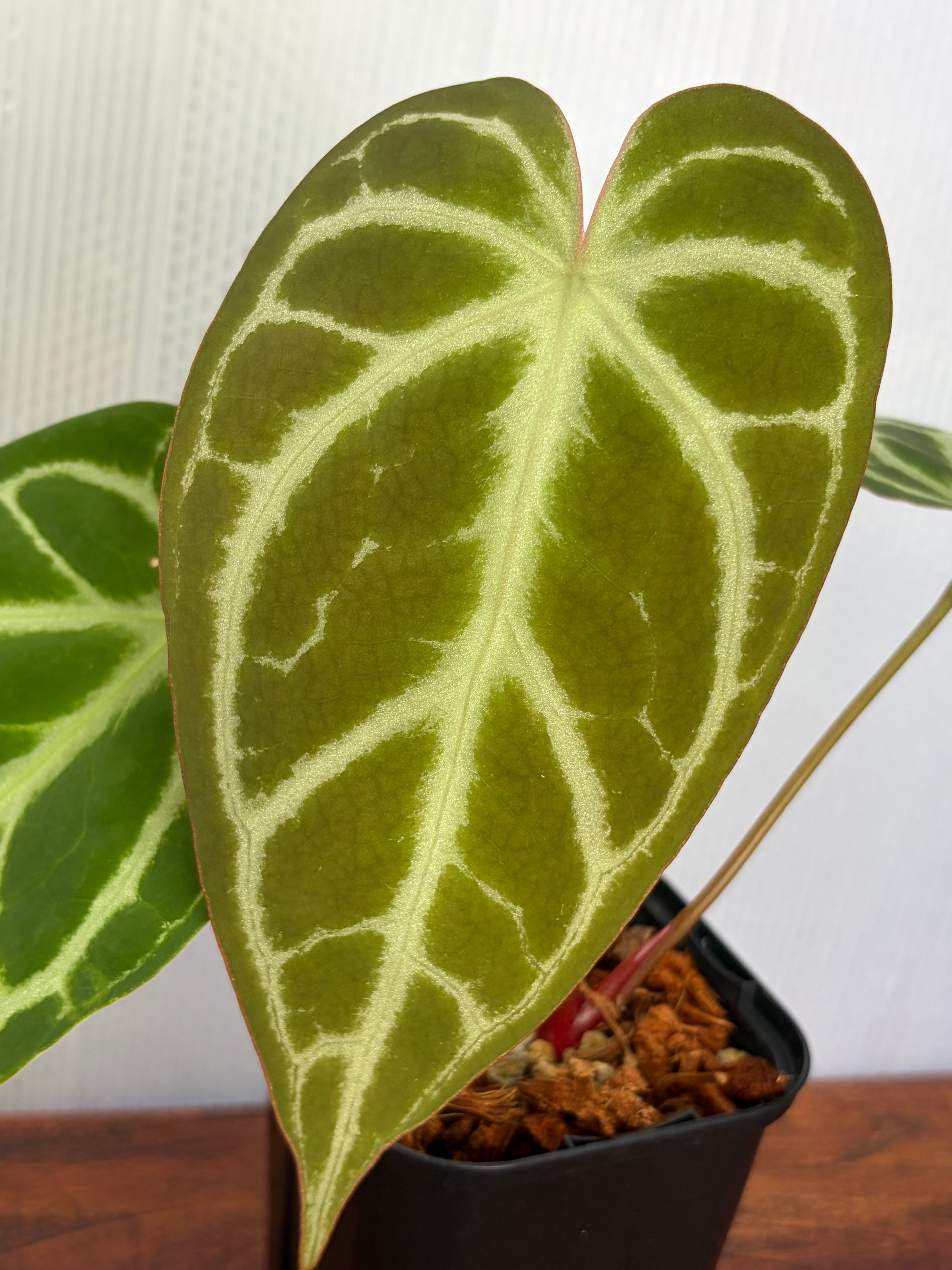 Anthurium | BALI-AN 園芸