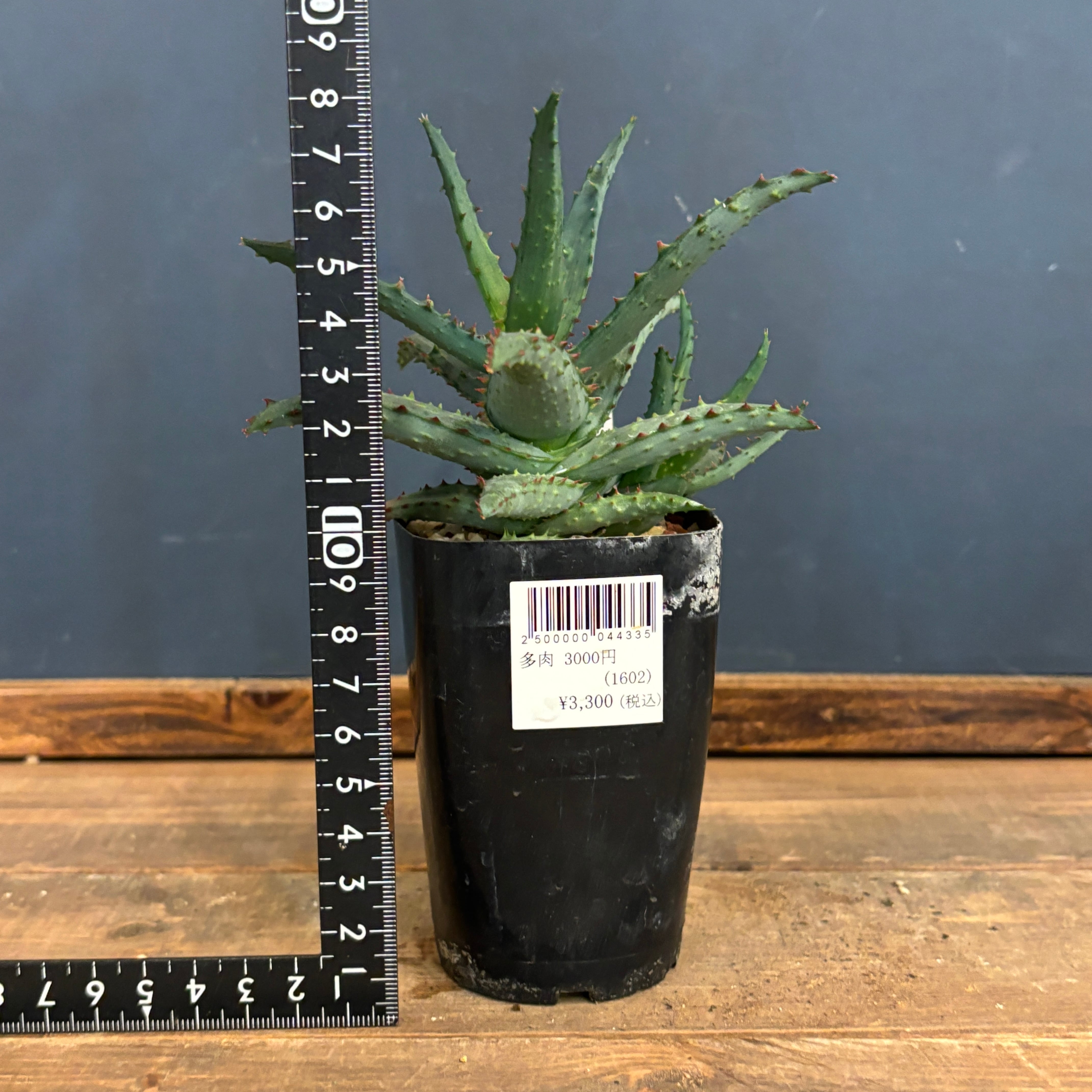 十兵衛×カスティロニアエ 植物 十兵衛×カスティロニアエ 植物 十兵衛×カスティロニアエ 植物 アロエ