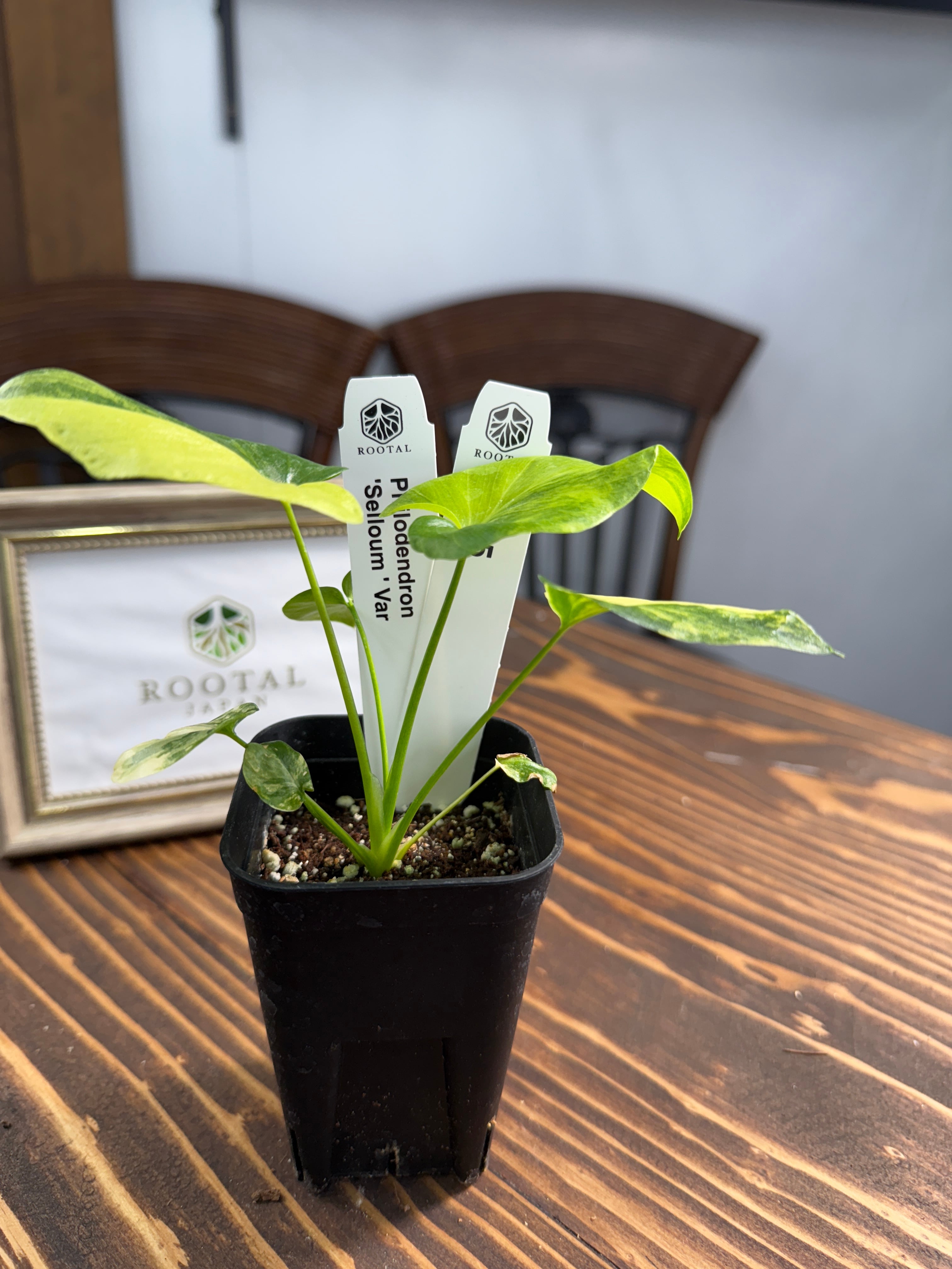 超希少　フィロデンドロン　ステノロバム Yahoo!オークション - フィロデンドロン ステノロバム