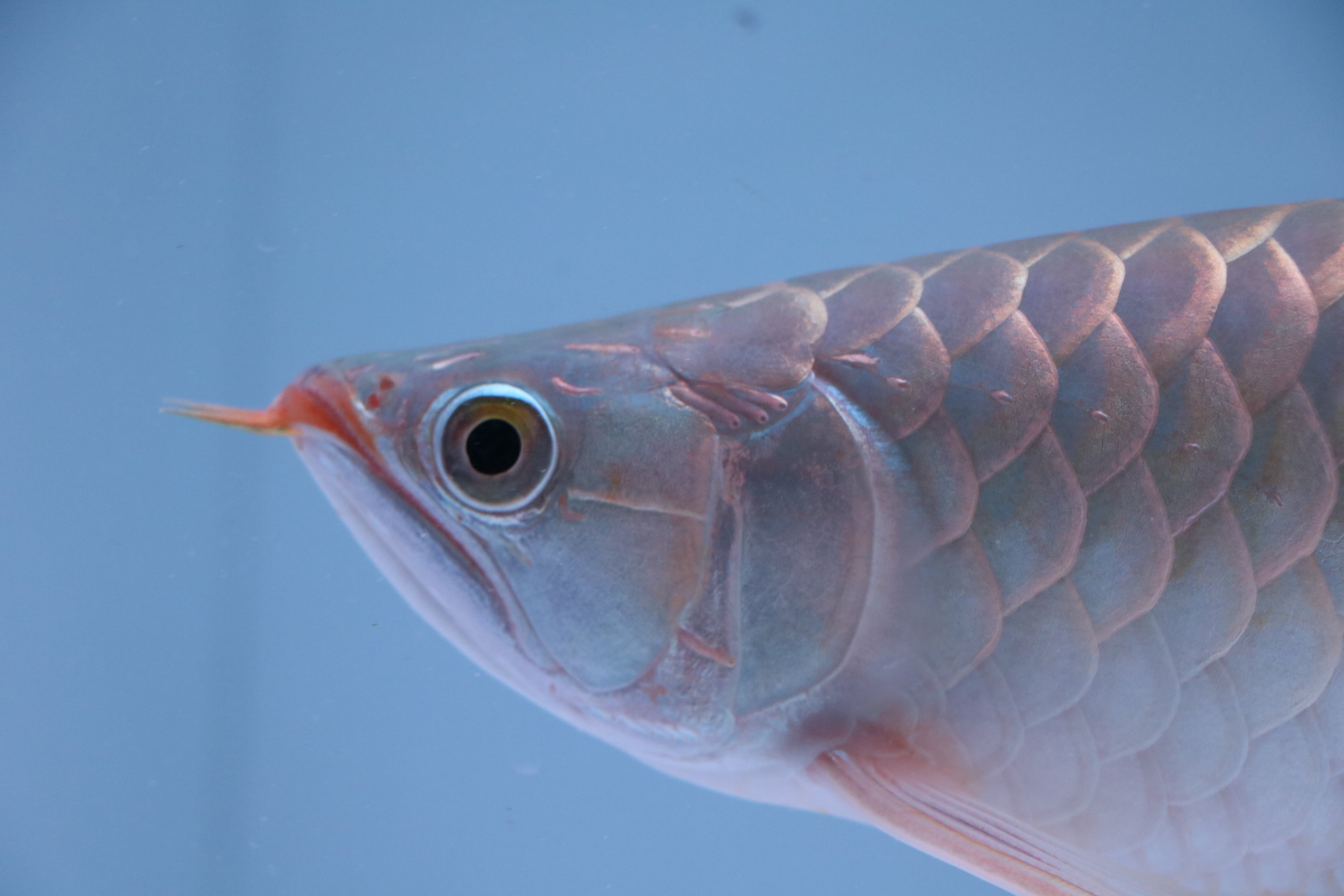 200,001円〜 | アロワナ等の大型魚・熱帯魚のオンライン販売店