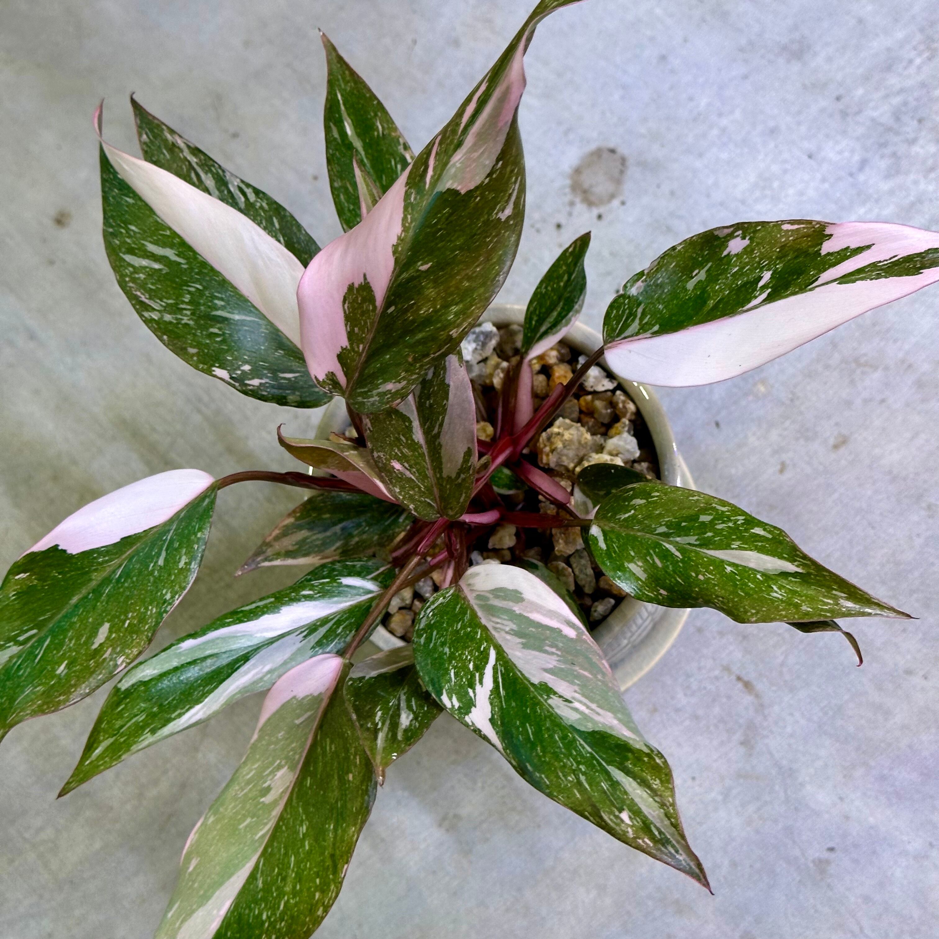 フィロデンドロン・ピンクプリンセスマーブル | barrelplants_BONSAI