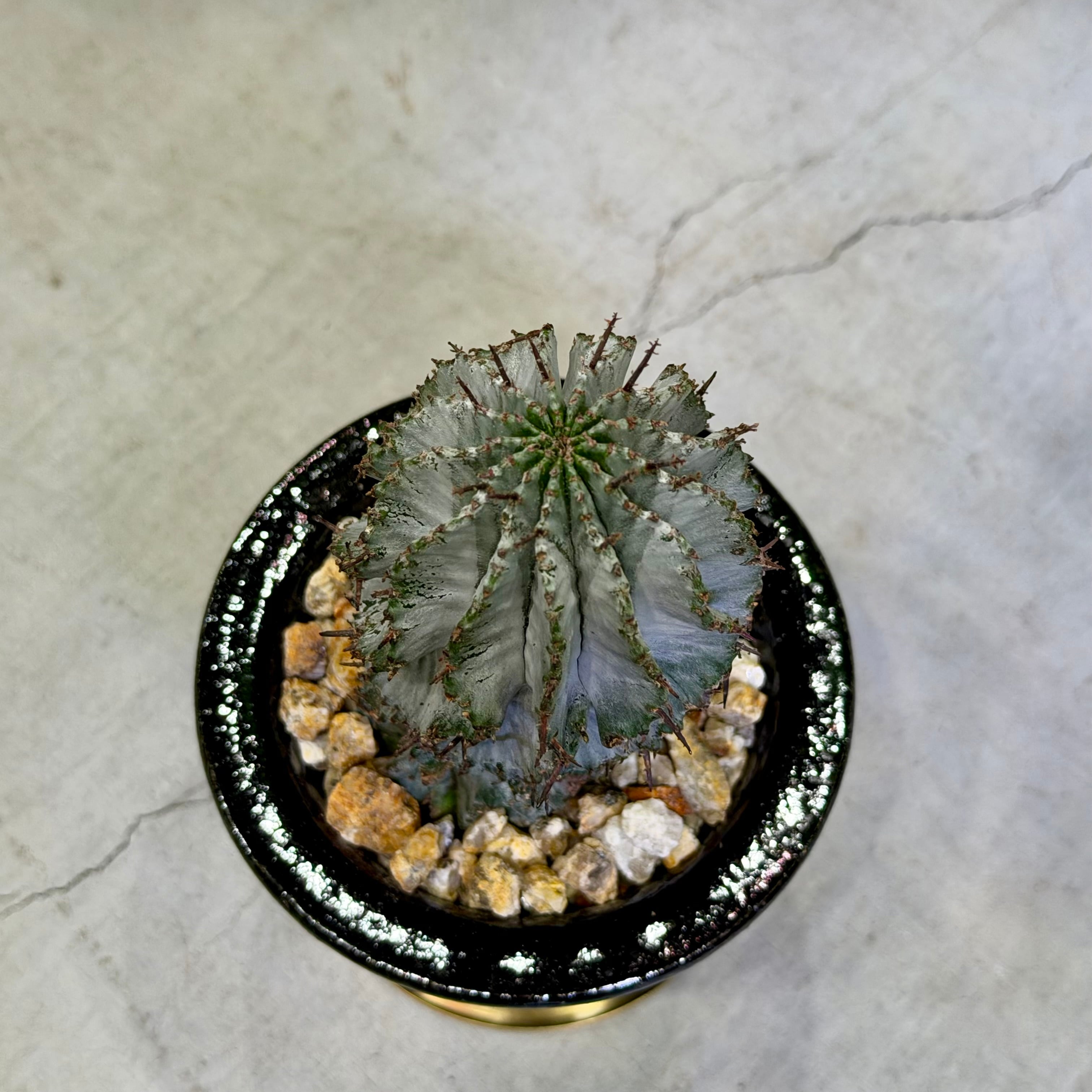 ユーフォルビア・ホリダ | barrelplants_BONSAI