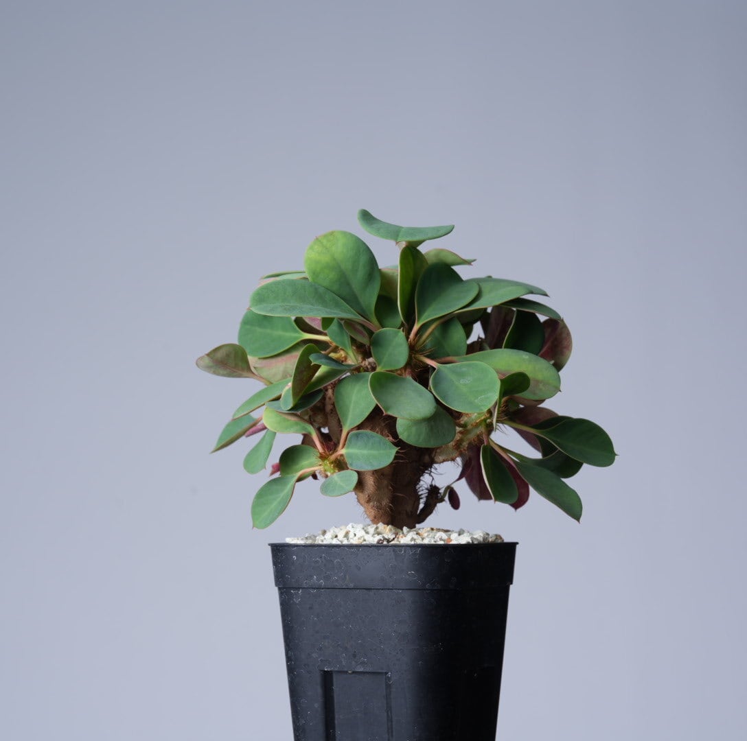Euphorbia | SPECIAL OTHER WORKS