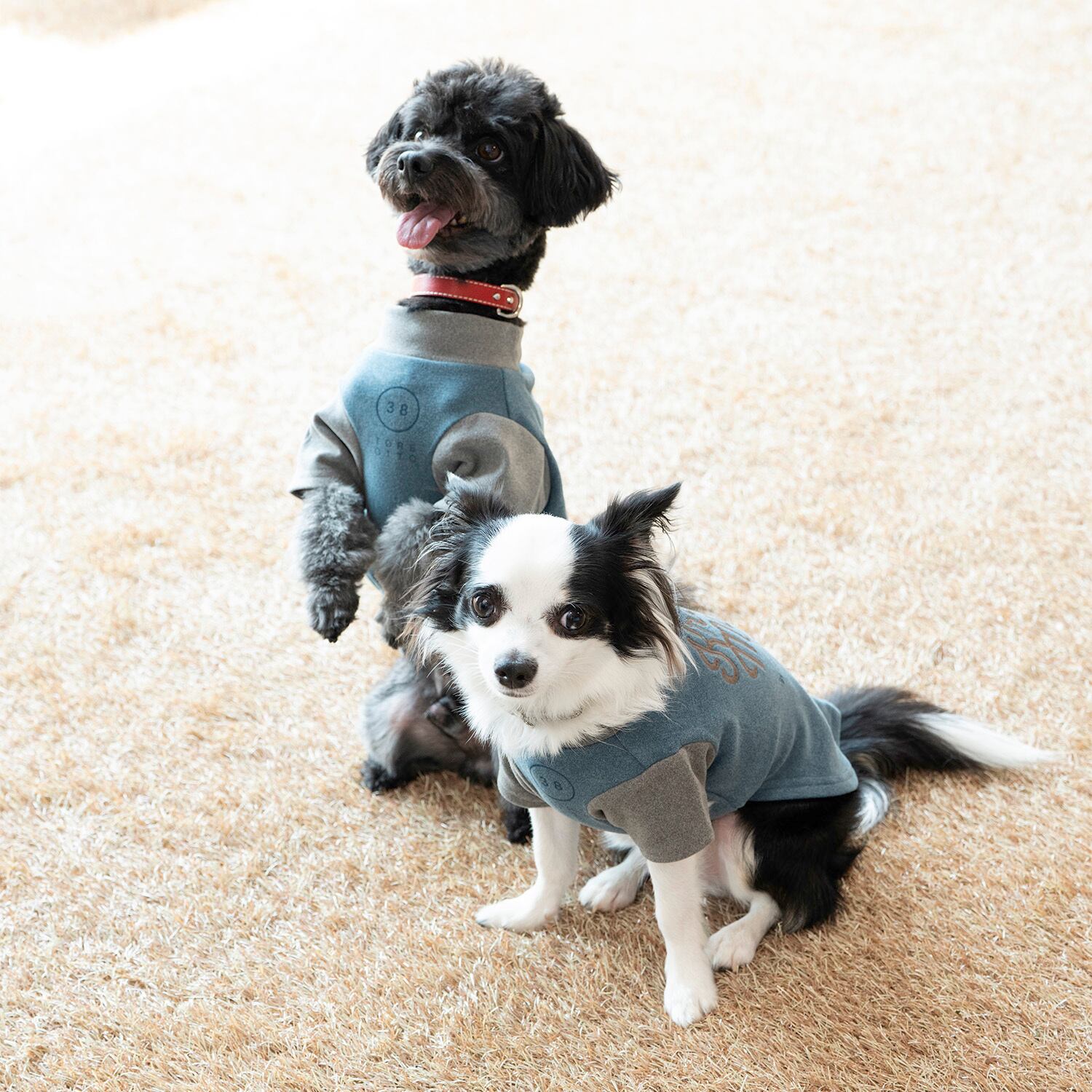 プレゼントCP対象商品】DOGもちのびT（BLUE×GRAY） | 38explore