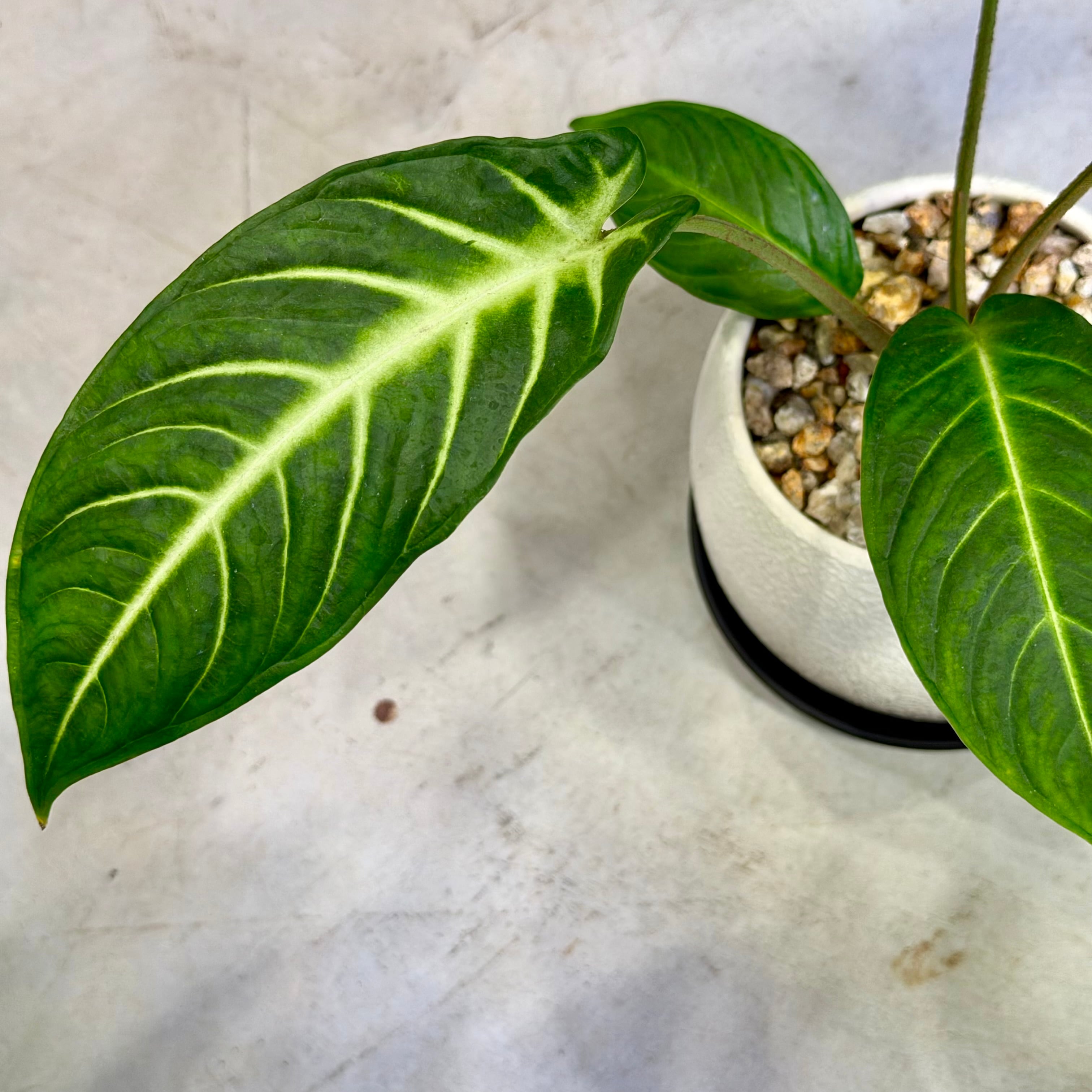 キサントーマ・リンデニー | barrelplants_BONSAI