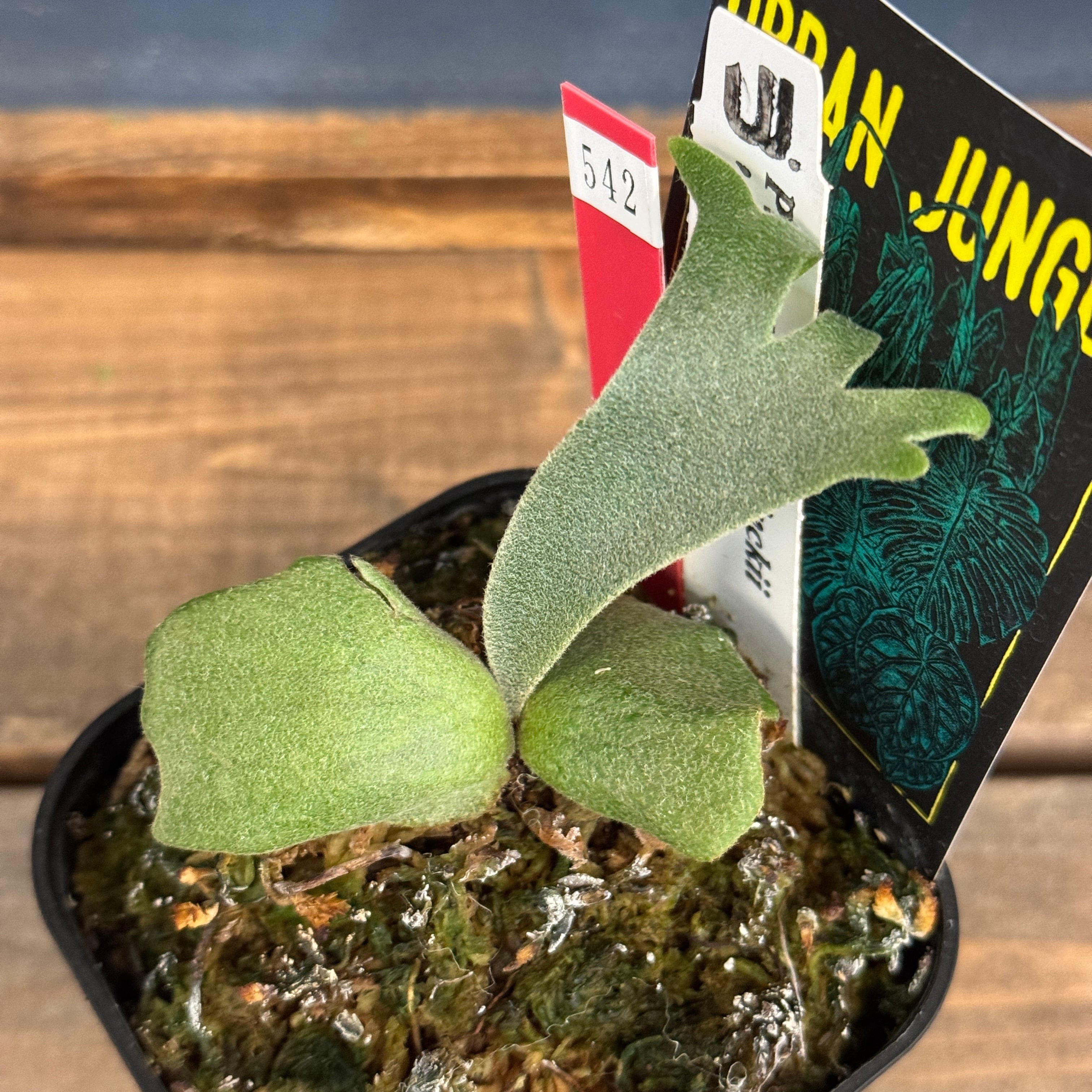 ビカクシダ　Jenny OC ビカクシダ ジェニー P. willinckii 'Jenny'【542】 | PROTOLEAF