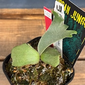 【ビカクシダフェア対象】ビカクシダ ジェニー P. willinckii 'Jenny'【542】