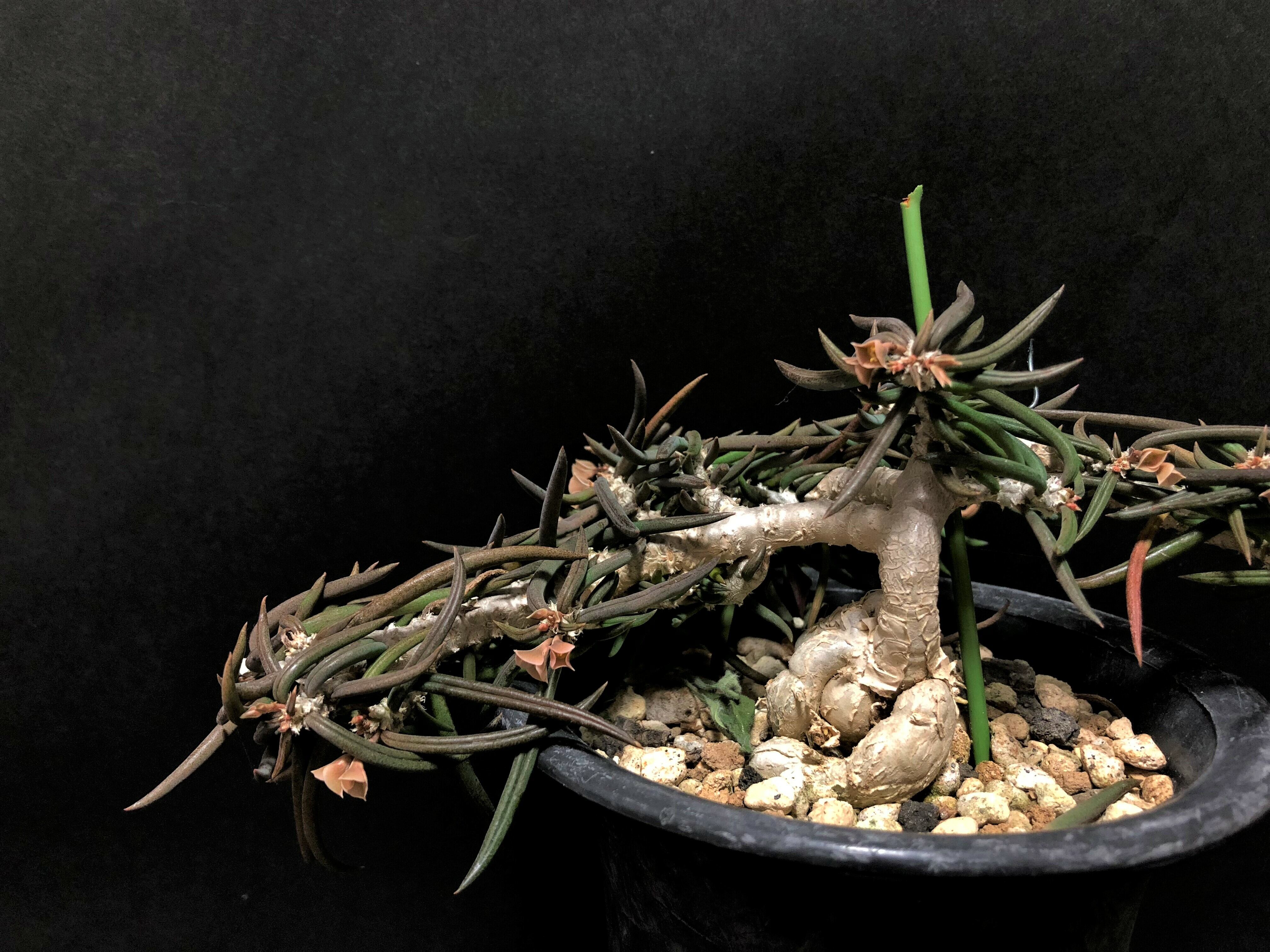 レア多肉植物シリーズ・ユーフォルビア・シリンドリフォリアinわけけのお店 レア多肉植物シリーズ・ユーフォルビア・シリンドリフォリアinわけけの