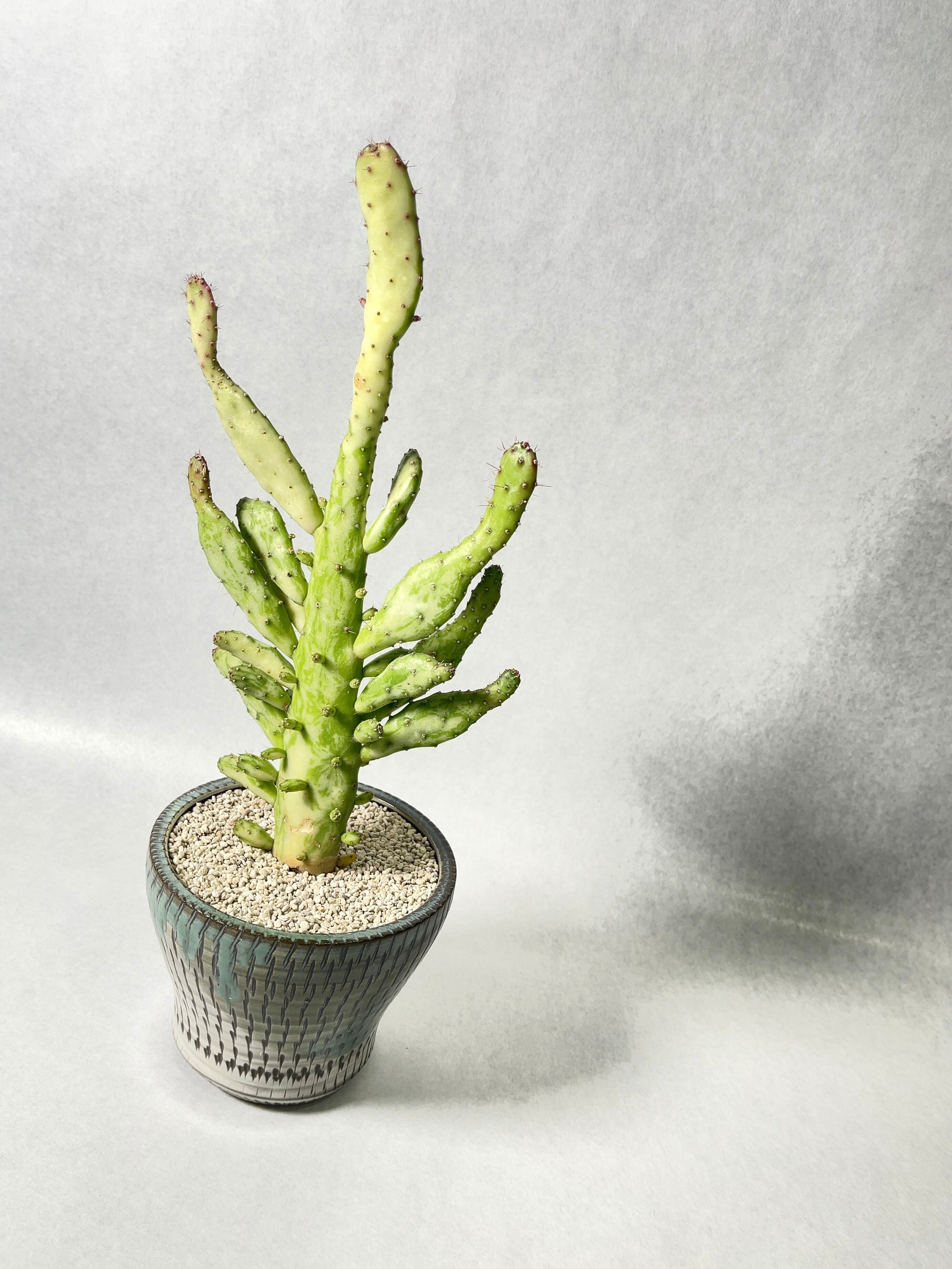 オプンチア・マーブル | trigger