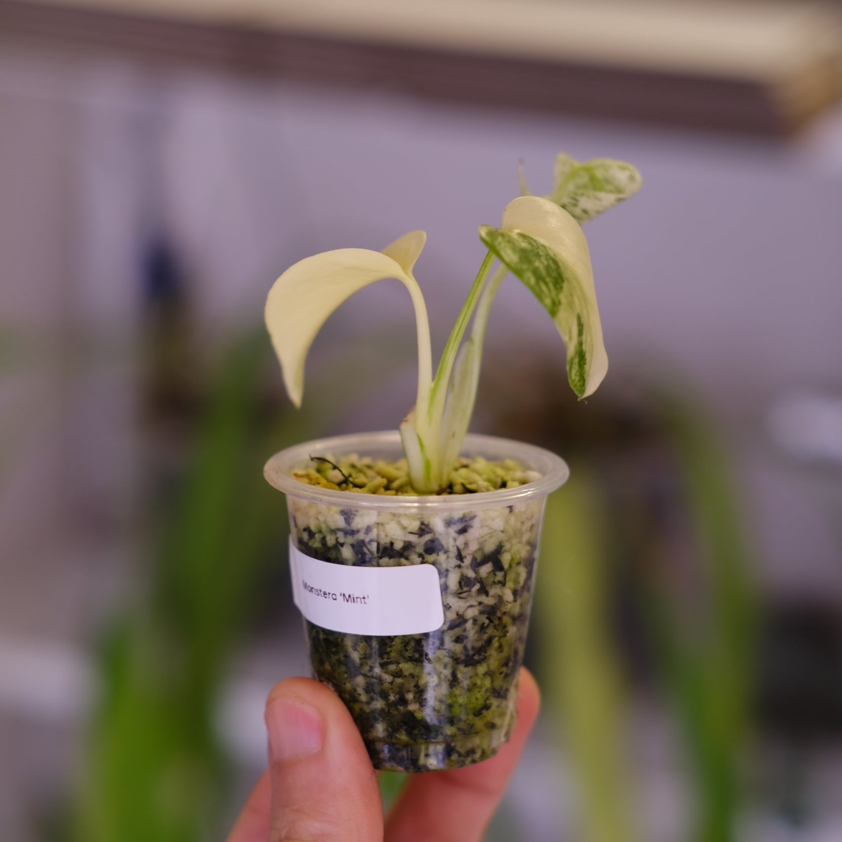 Monstera 'Mint'｜モンステラ ミント｜観葉植物 | tokyoplants / 観葉