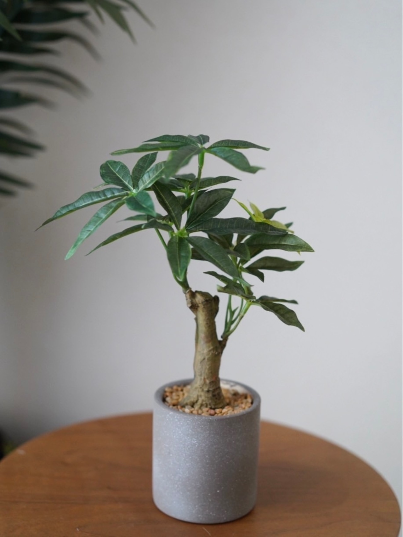 パキラ 鉢付き フェイクグリーン