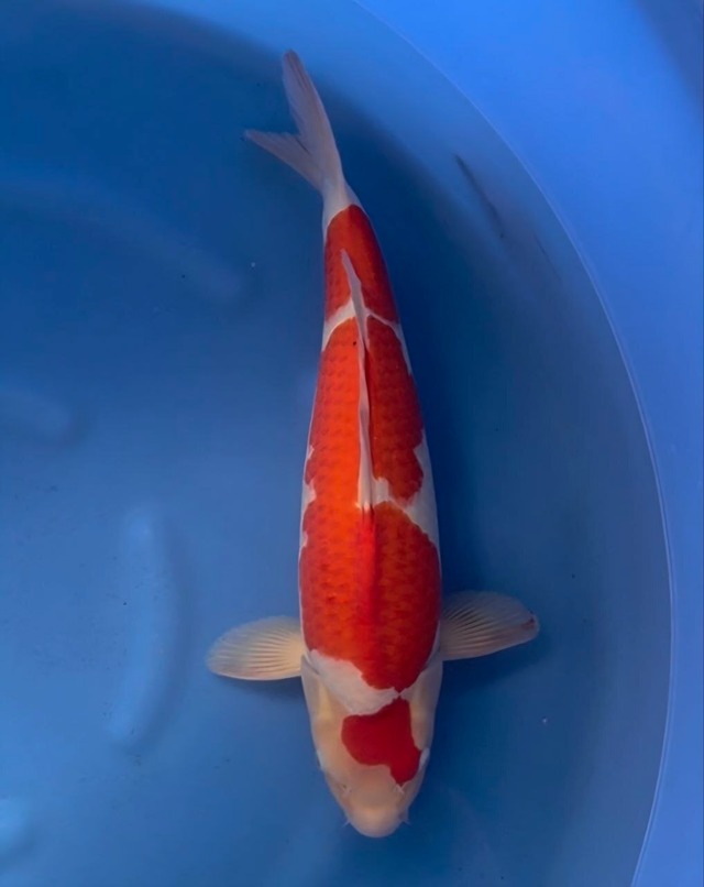 丸山産2歳紅白雄50cm
