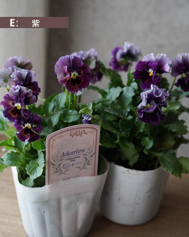 ビオラ　アイクルール　3.5号