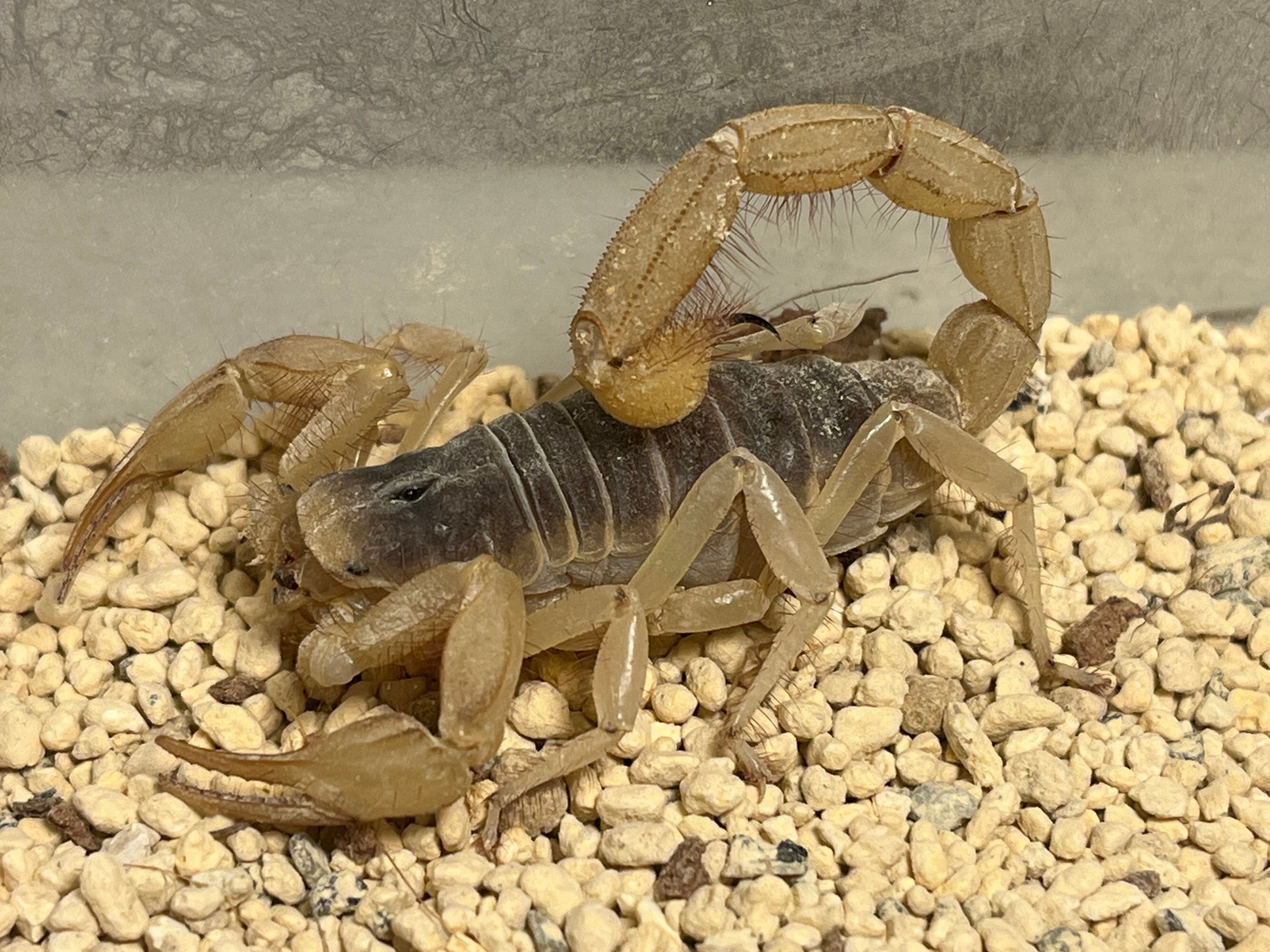 Others | オモニキチュウ