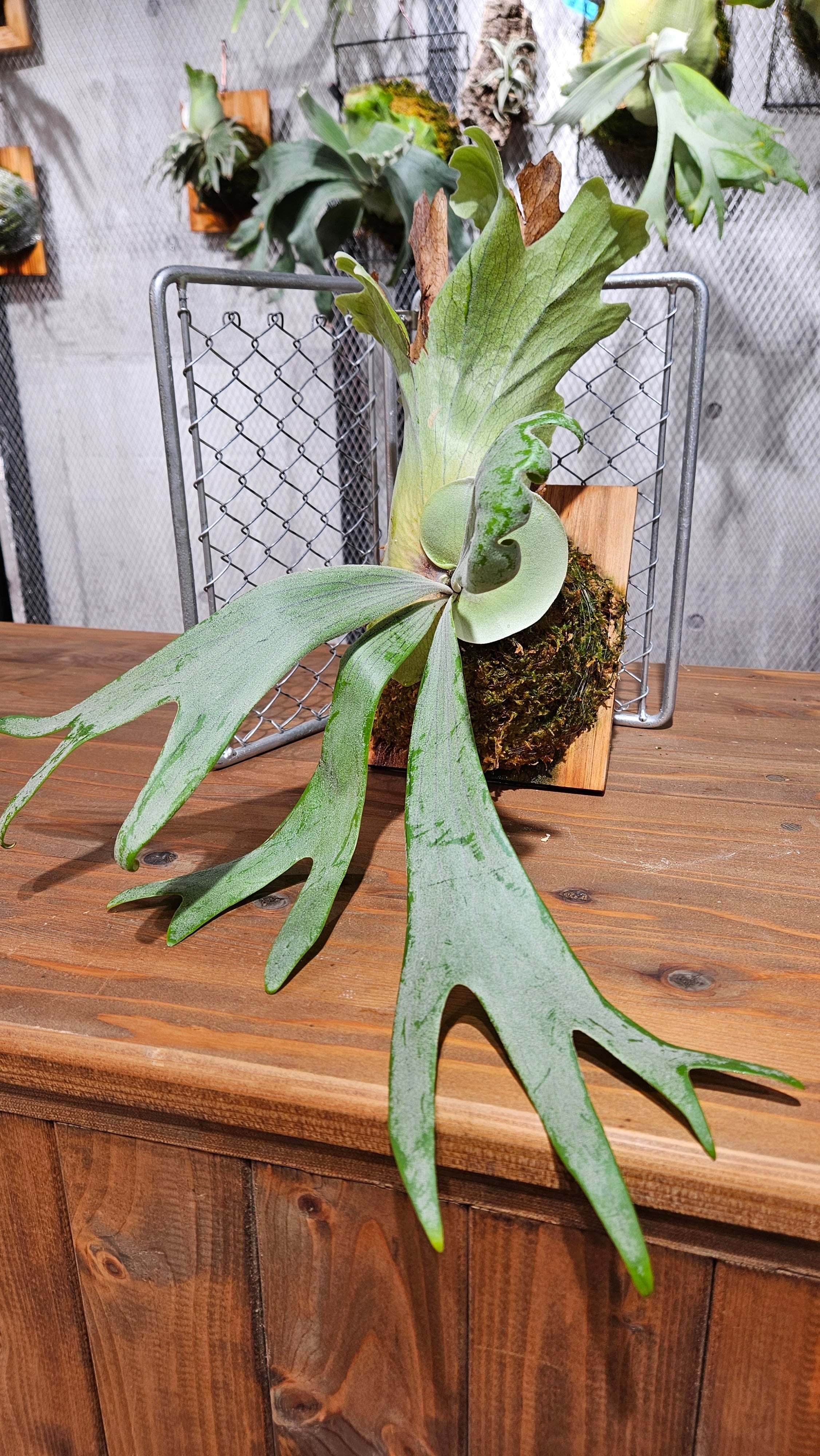P.Willinckii cv. Laora 【artPLANTs/PLANTSGARAGE 】ビカクシダ