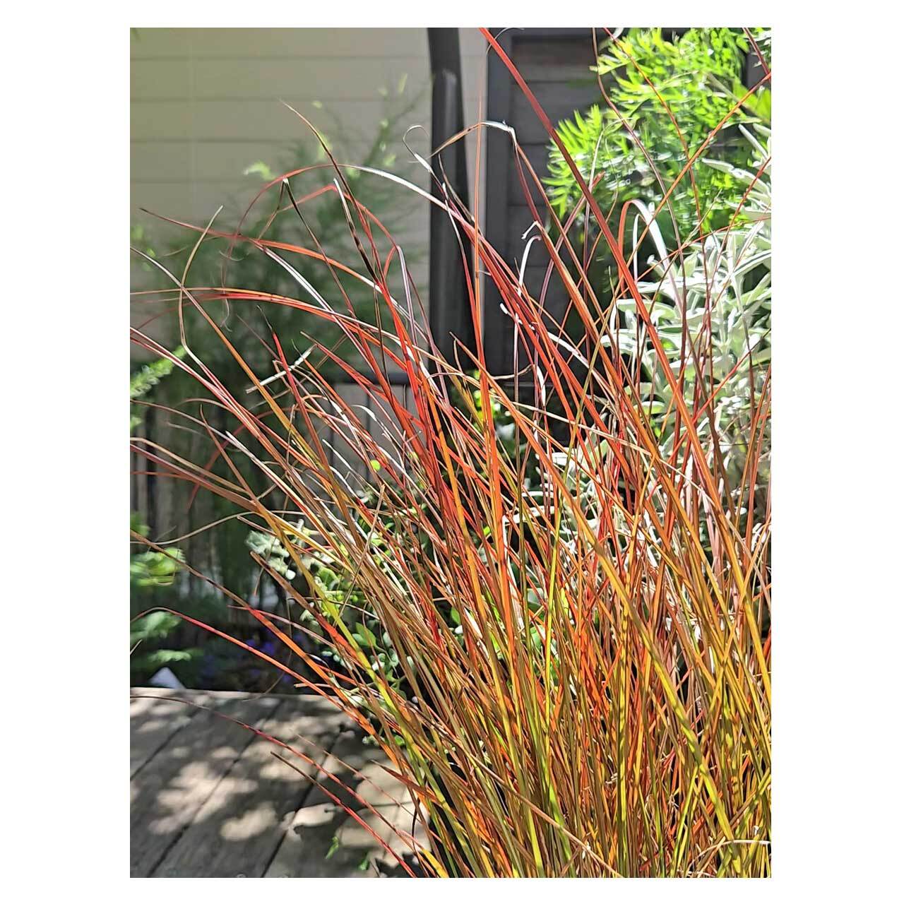 Carex tenuiculmis | Seeding