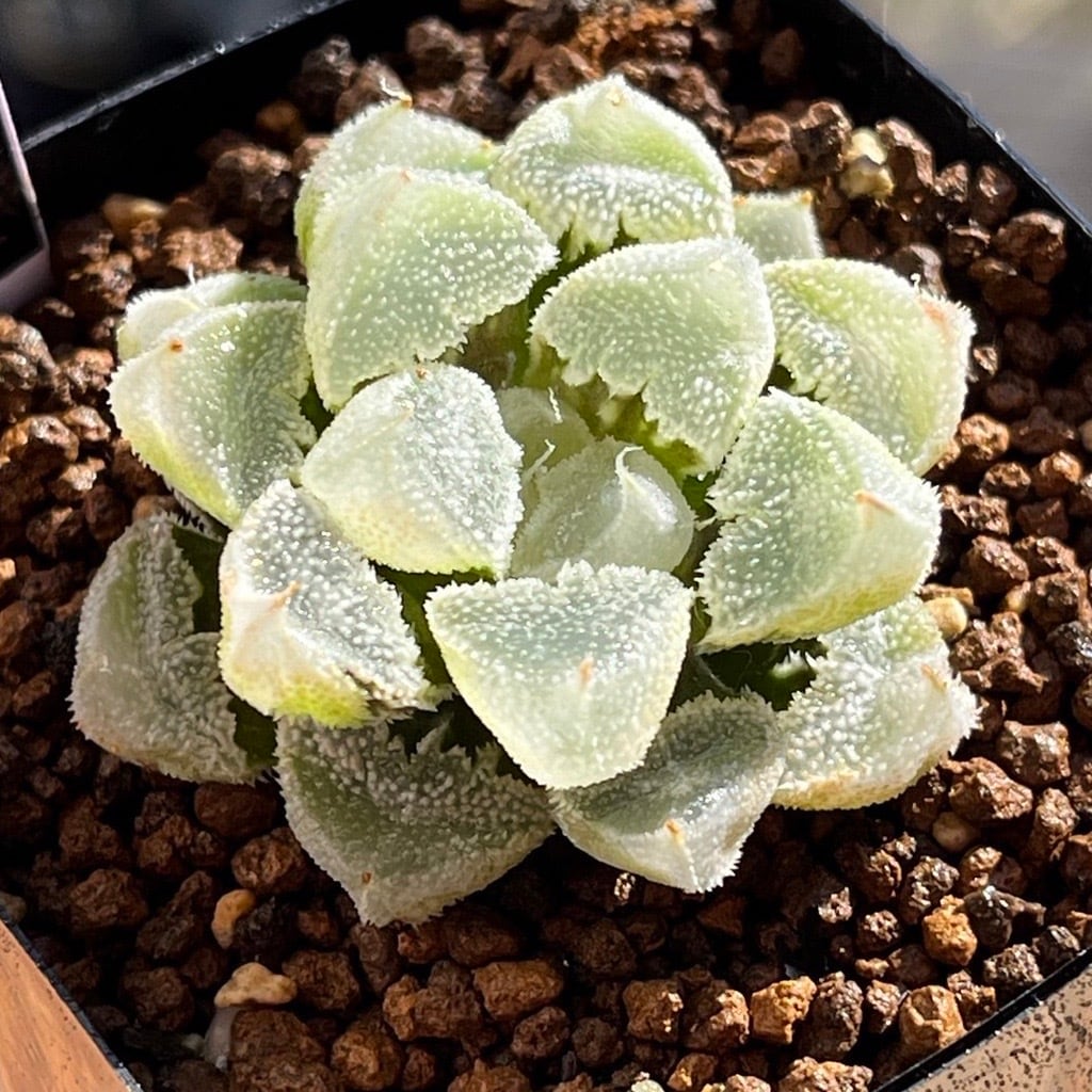 ハオルチア ピグマエアミュータント 実生 特異株③ 【公式通販】