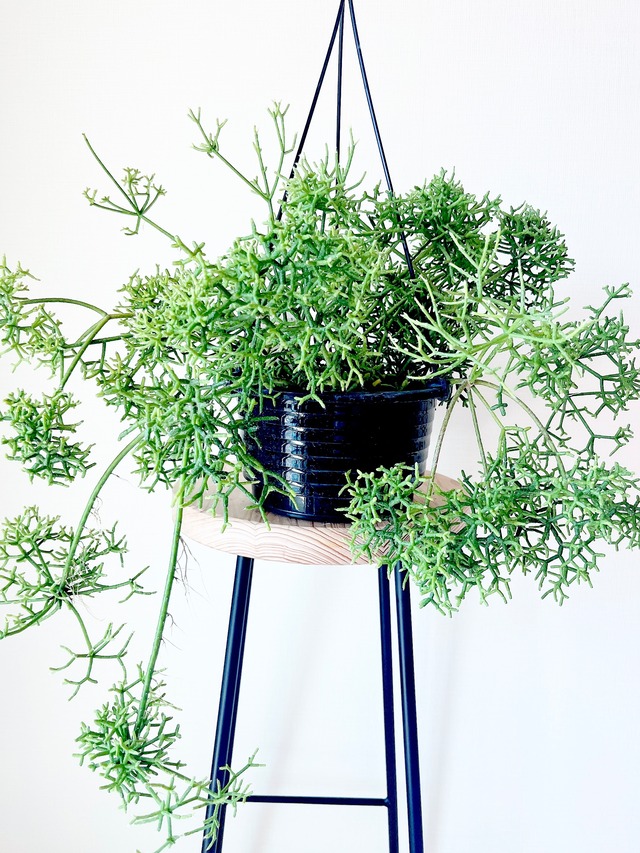 アグラオネマ チャイナレッド 4号鉢 観葉植物