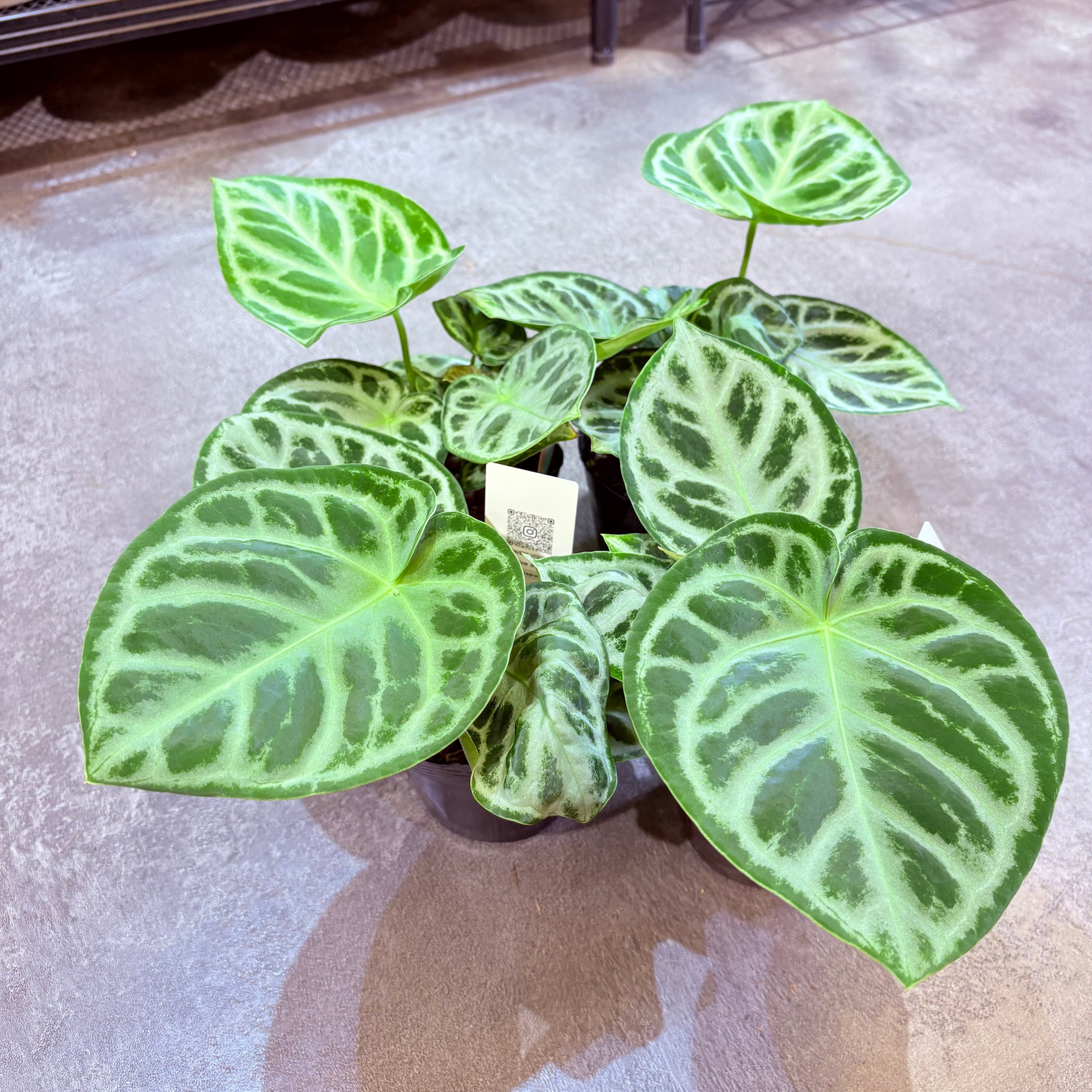 アンスリウム ドラヤキ 3.5号 | Green Vibes 宇都宮市の観葉植物専門店