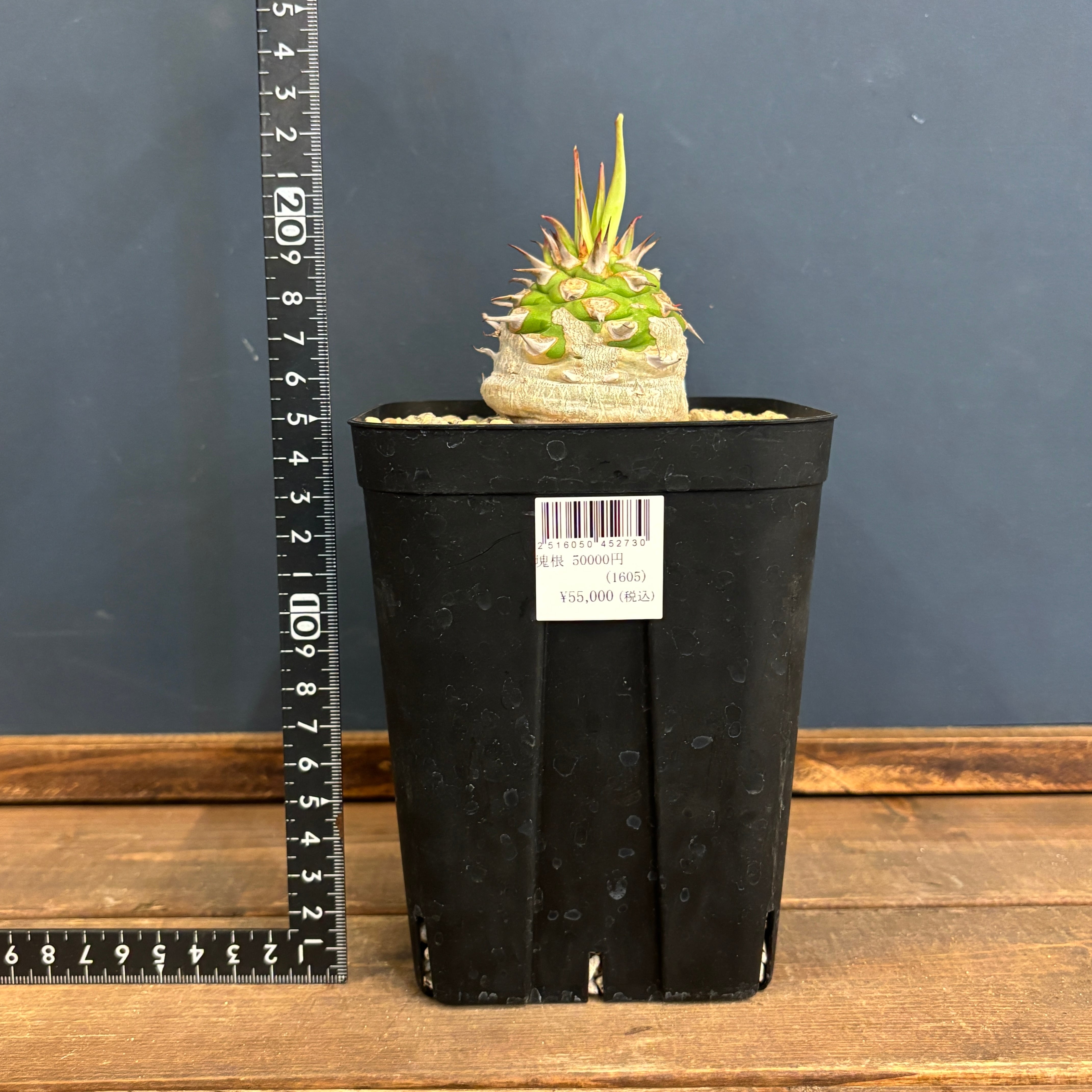 ユーフォルビア サピニー【621】 | PROTOLEAF プロトリーフ