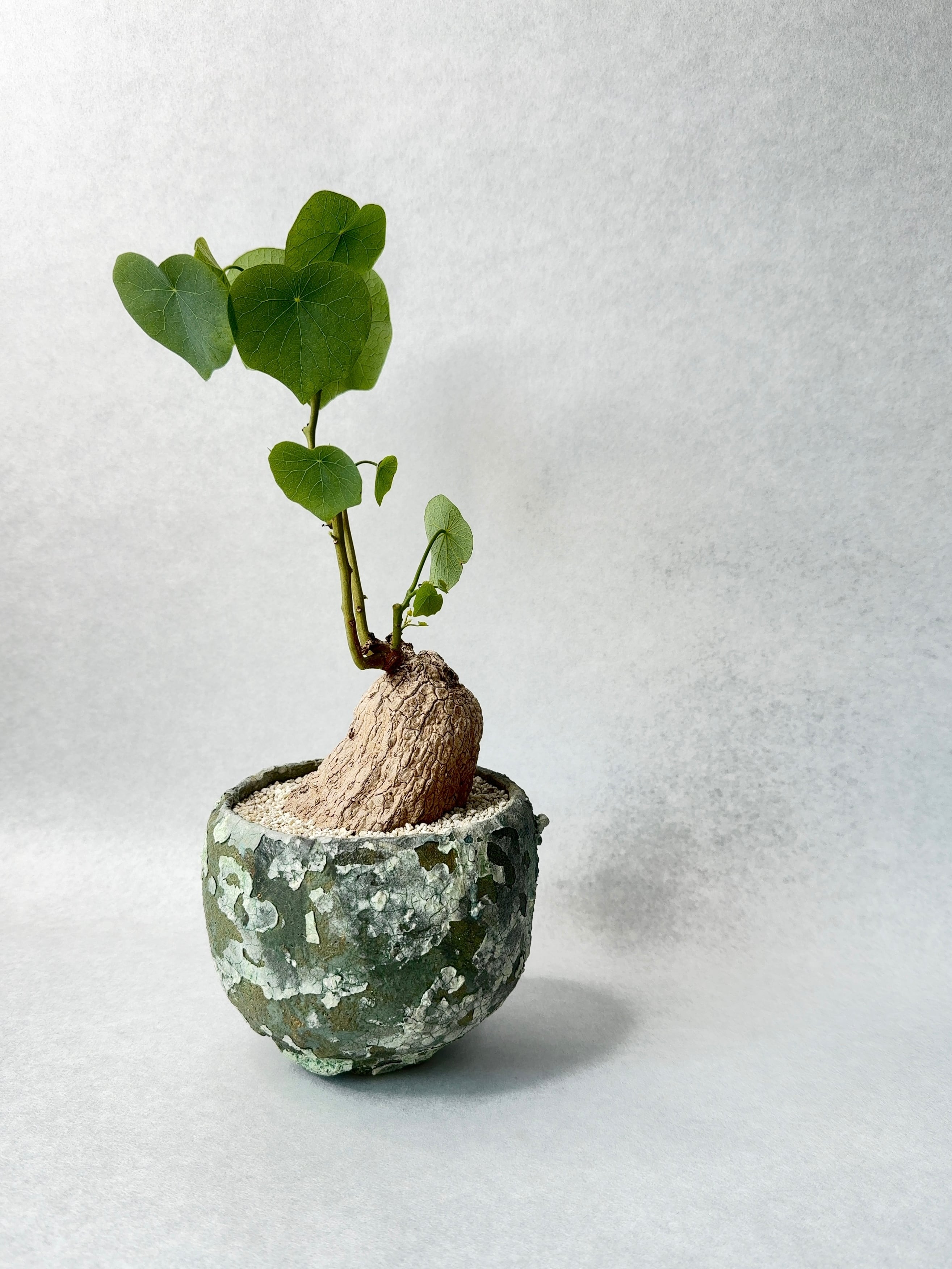 ステファニア・スベローサ | trigger