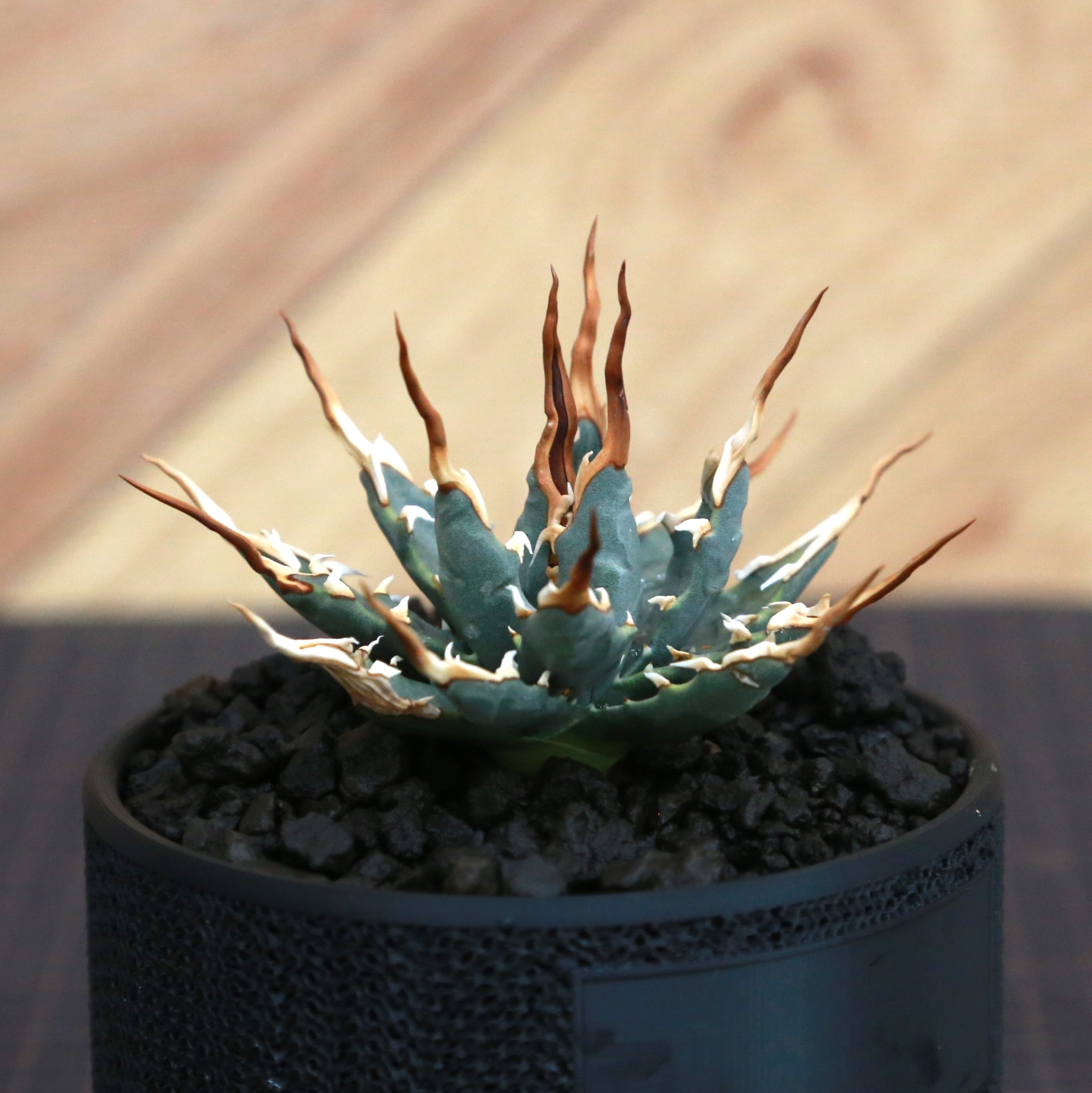 Agave utahensis eborispina アガベ エボリスピナ（実生3年・陽炎・短