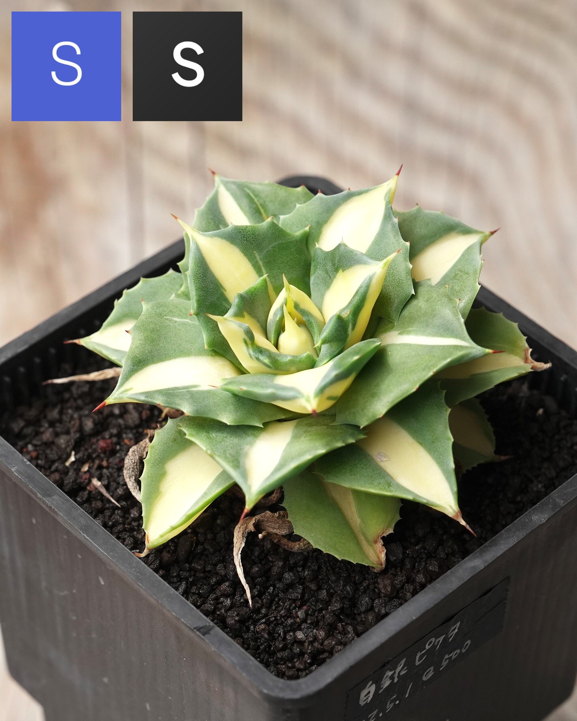 SUCCULENTS トレンド | PUKUBOOK SUCCULENTS