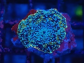 WaterMelonMushroom 1