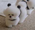 【bebe breath】Panda harness