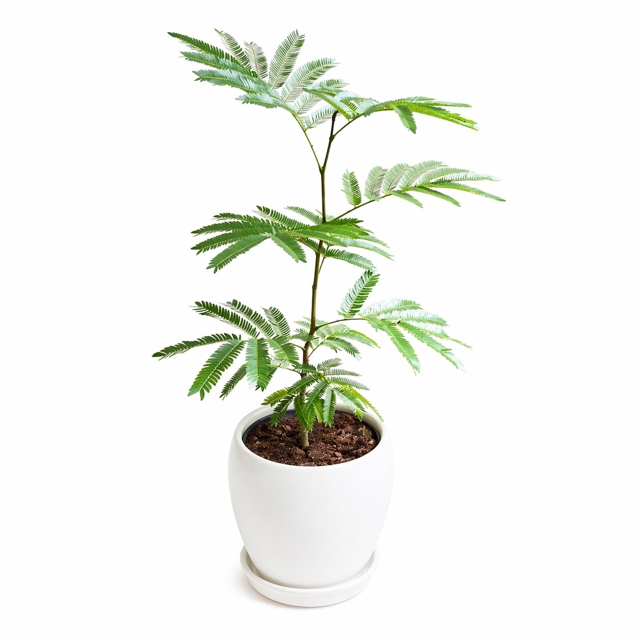密かに人気急上昇中の観葉植物エバーフレッシュ 5号 陶器鉢